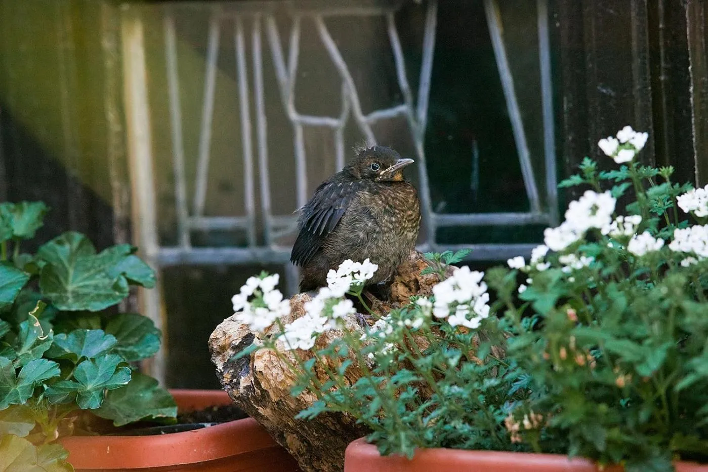 Animals in Hotel Altdeutsche Weinstuben
