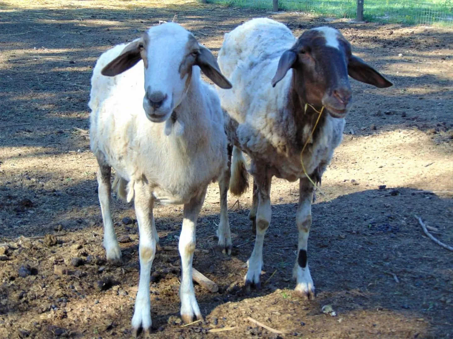 Animals in Casale Rurale