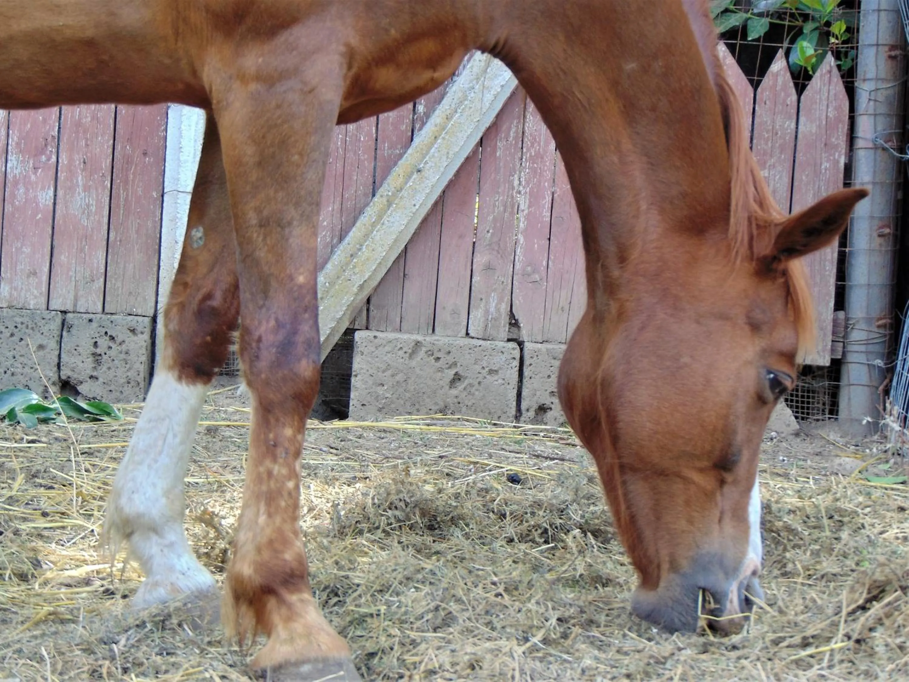 Animals in Casale Rurale