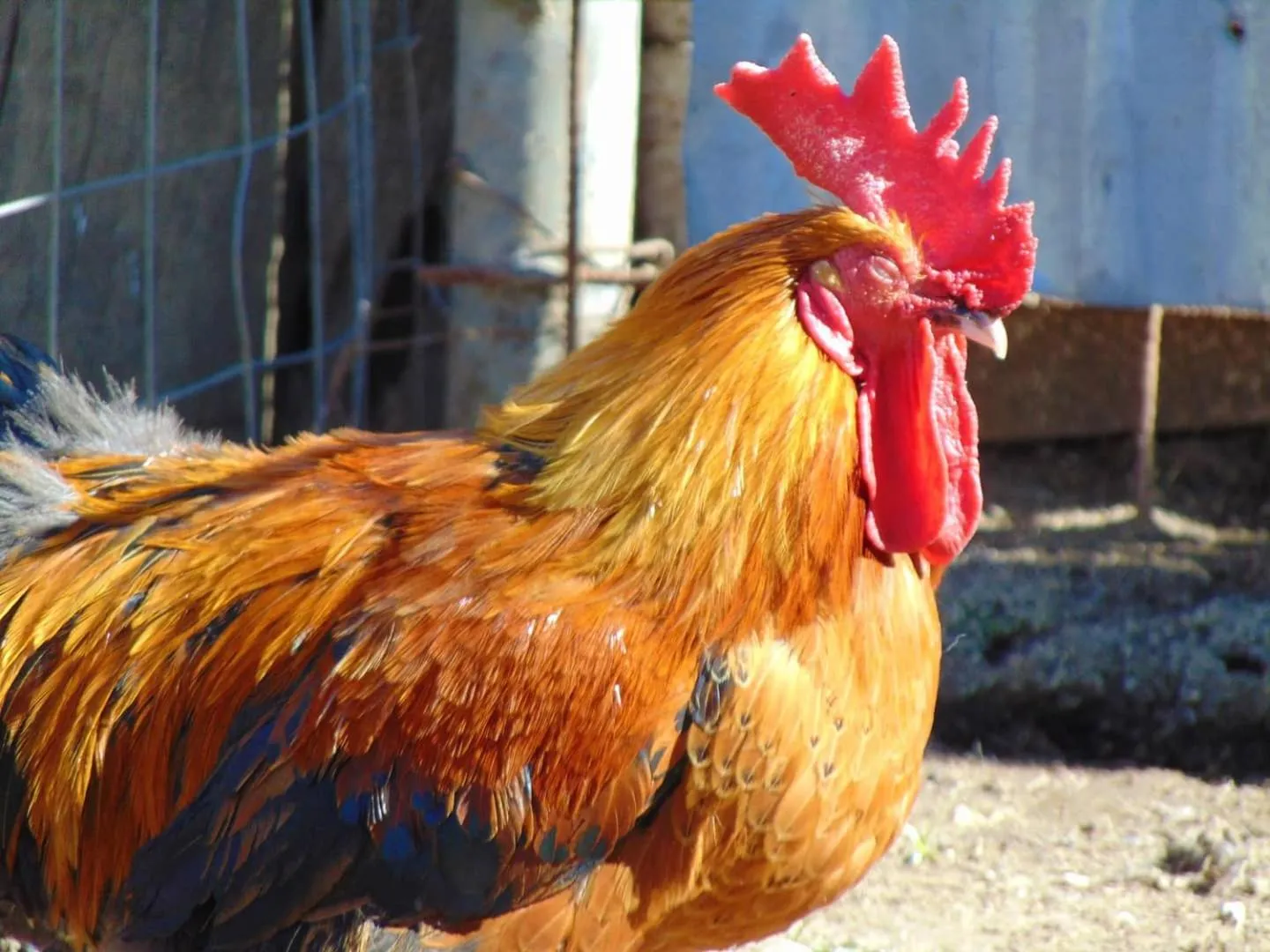 Animals in Casale Rurale