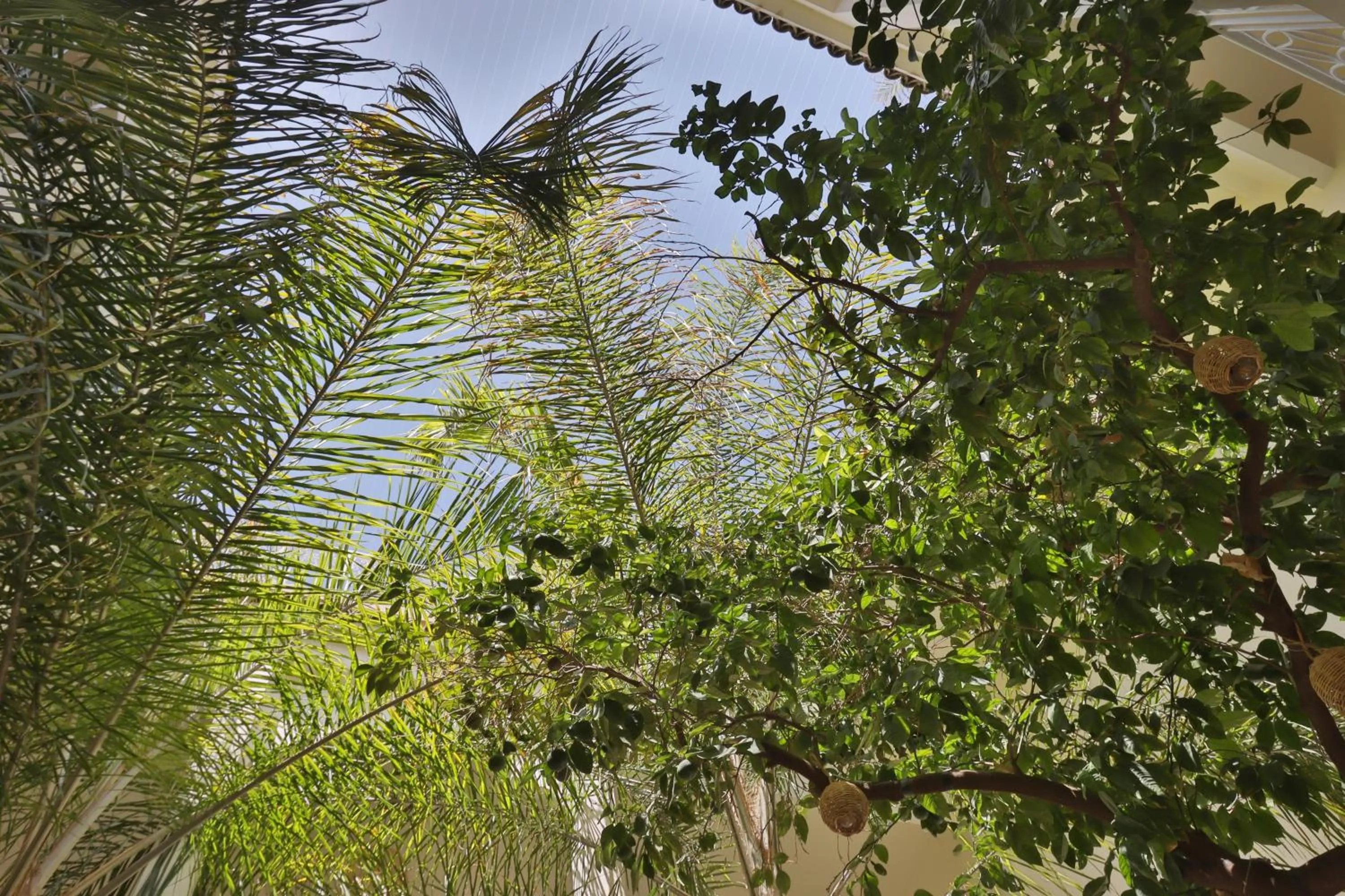 Spring in Riad NaaNaa Bed & Breakfast