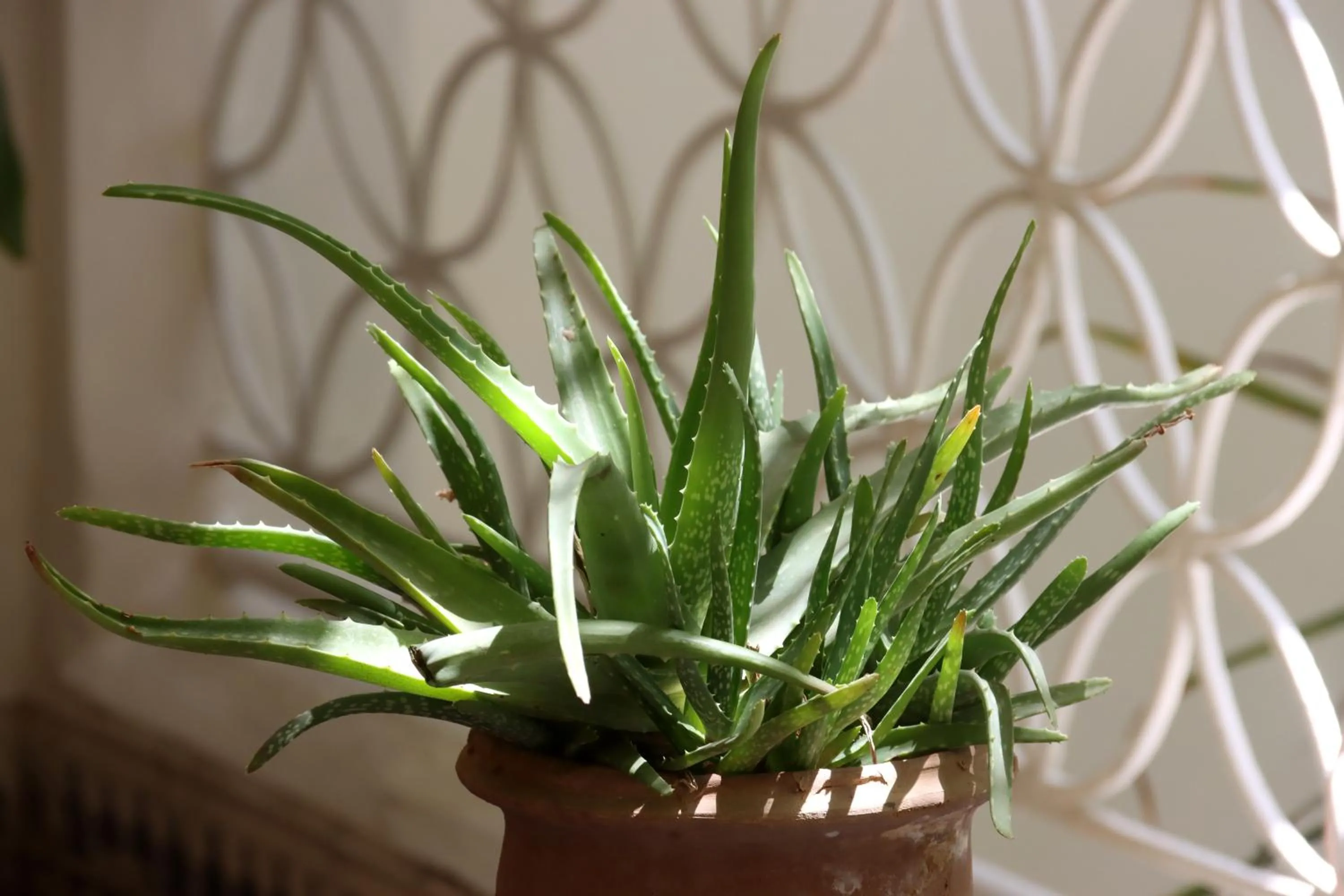 Decorative detail in Riad NaaNaa Bed & Breakfast