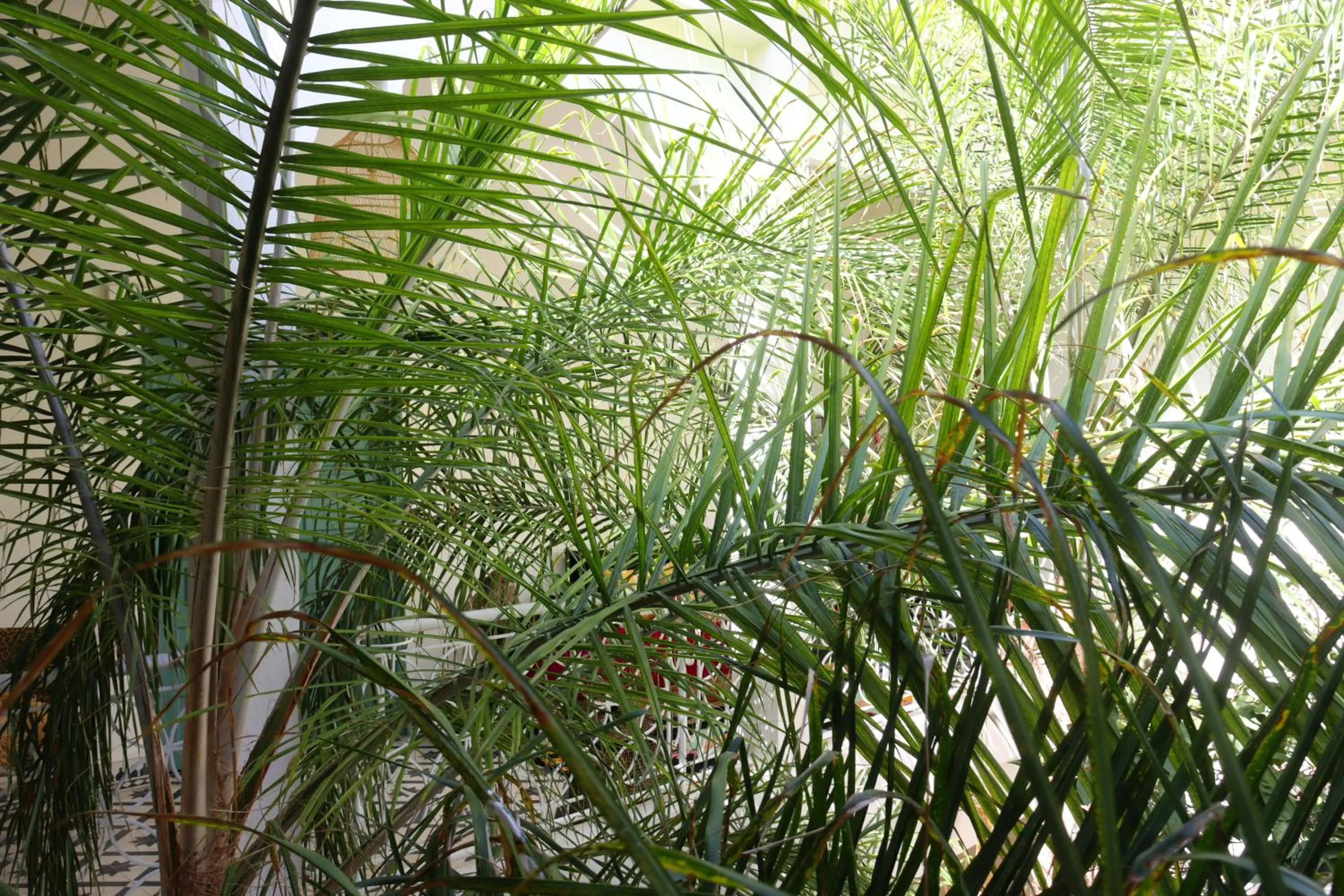 Spring in Riad NaaNaa Bed & Breakfast