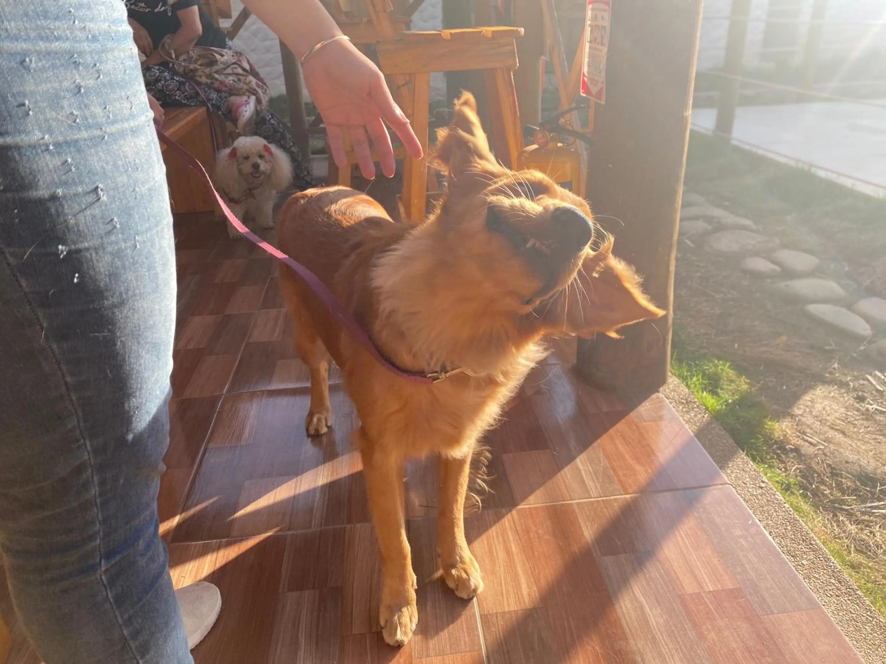 Pets in Palomino Sunrise