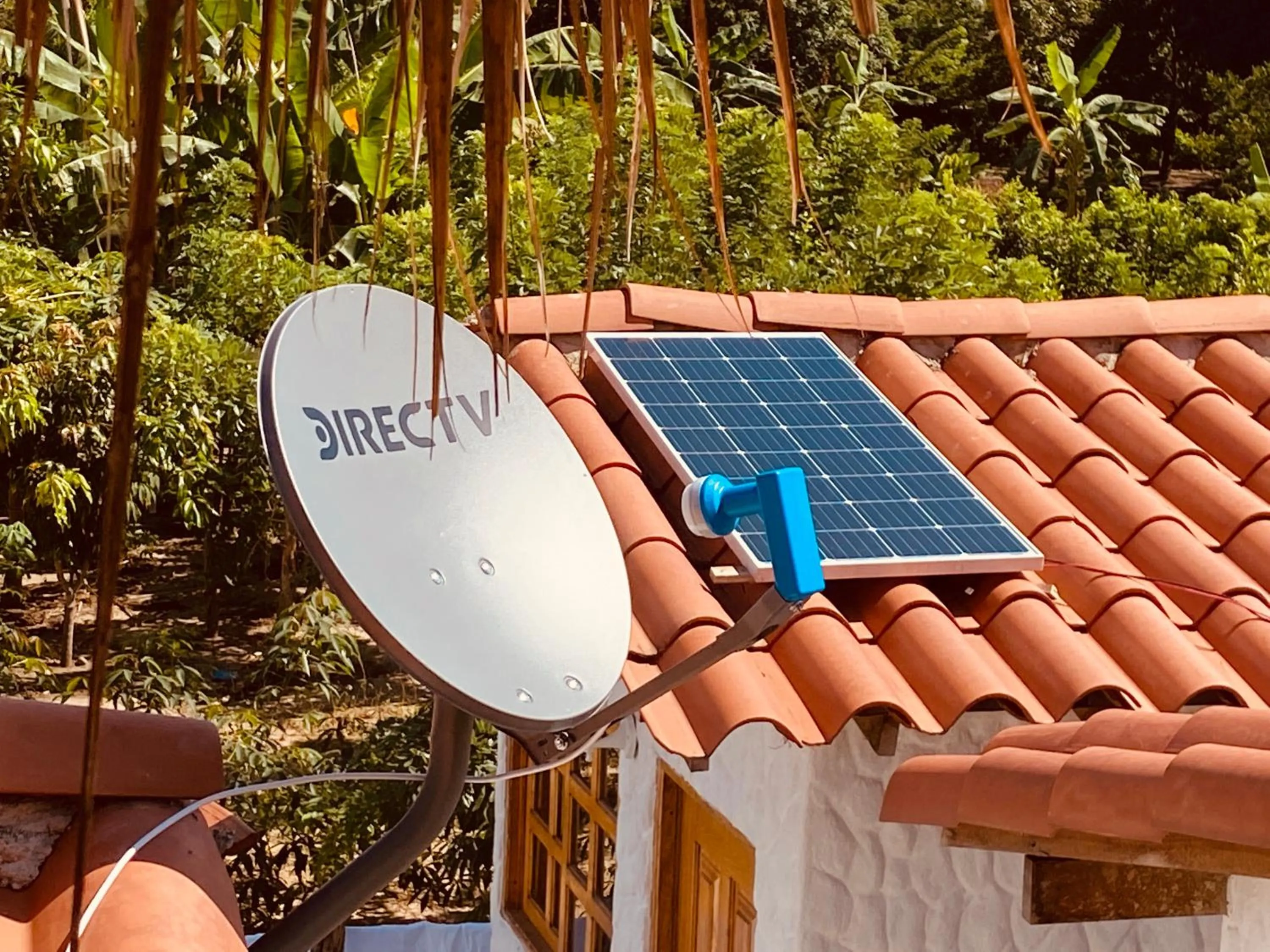 Day in Palomino Sunrise