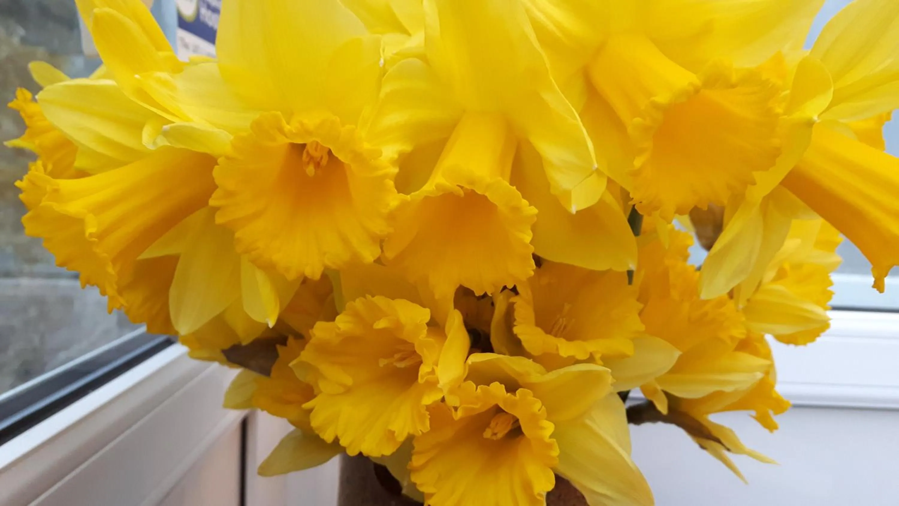 Spring in Falmouth Lodge