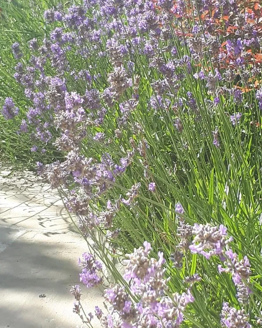 Natural landscape in Falmouth Lodge