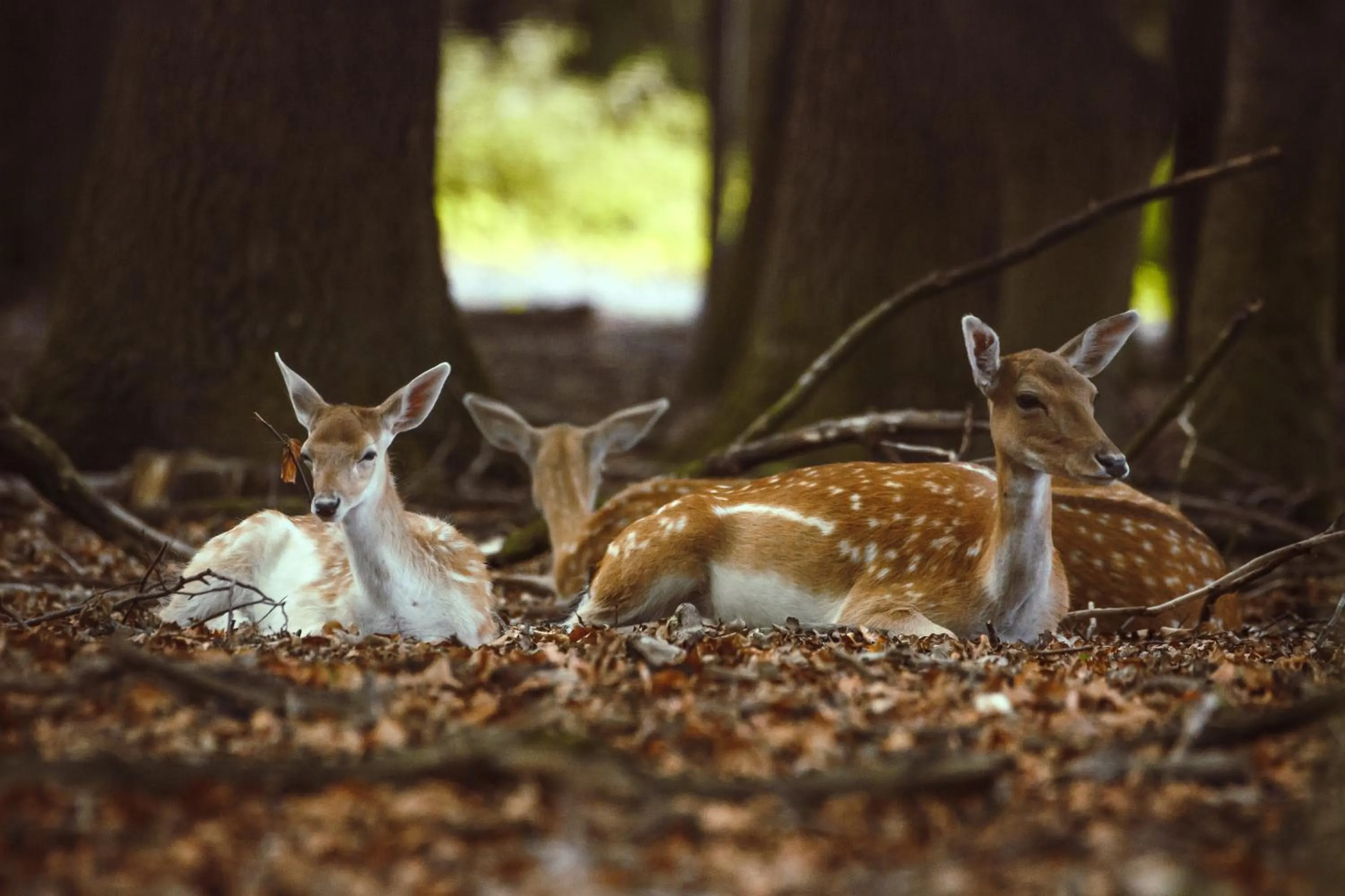 Animals in REGIOHOTEL Schanzenhaus Wernigerode