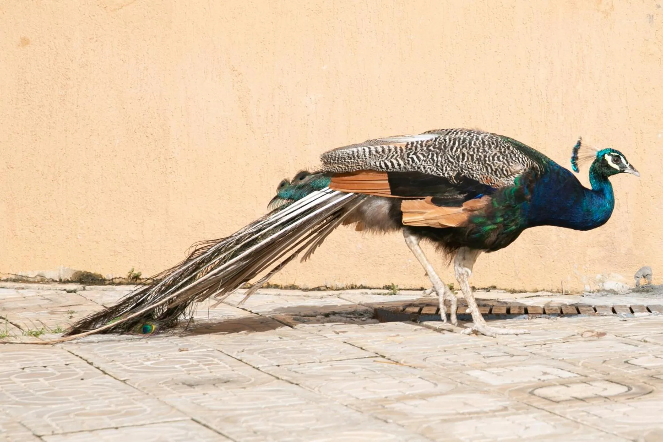 Animals in Bamboo Village Resort