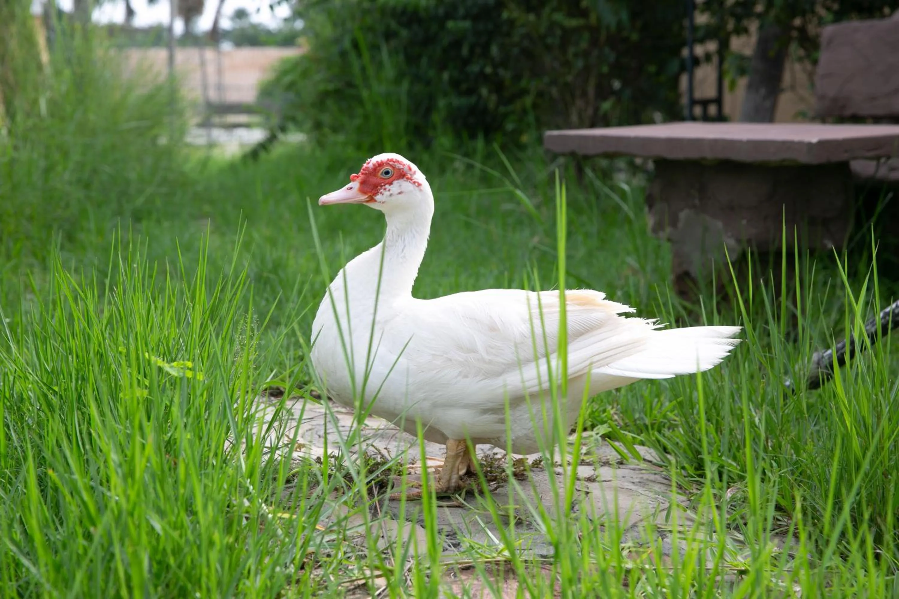 Animals in Bamboo Village Resort