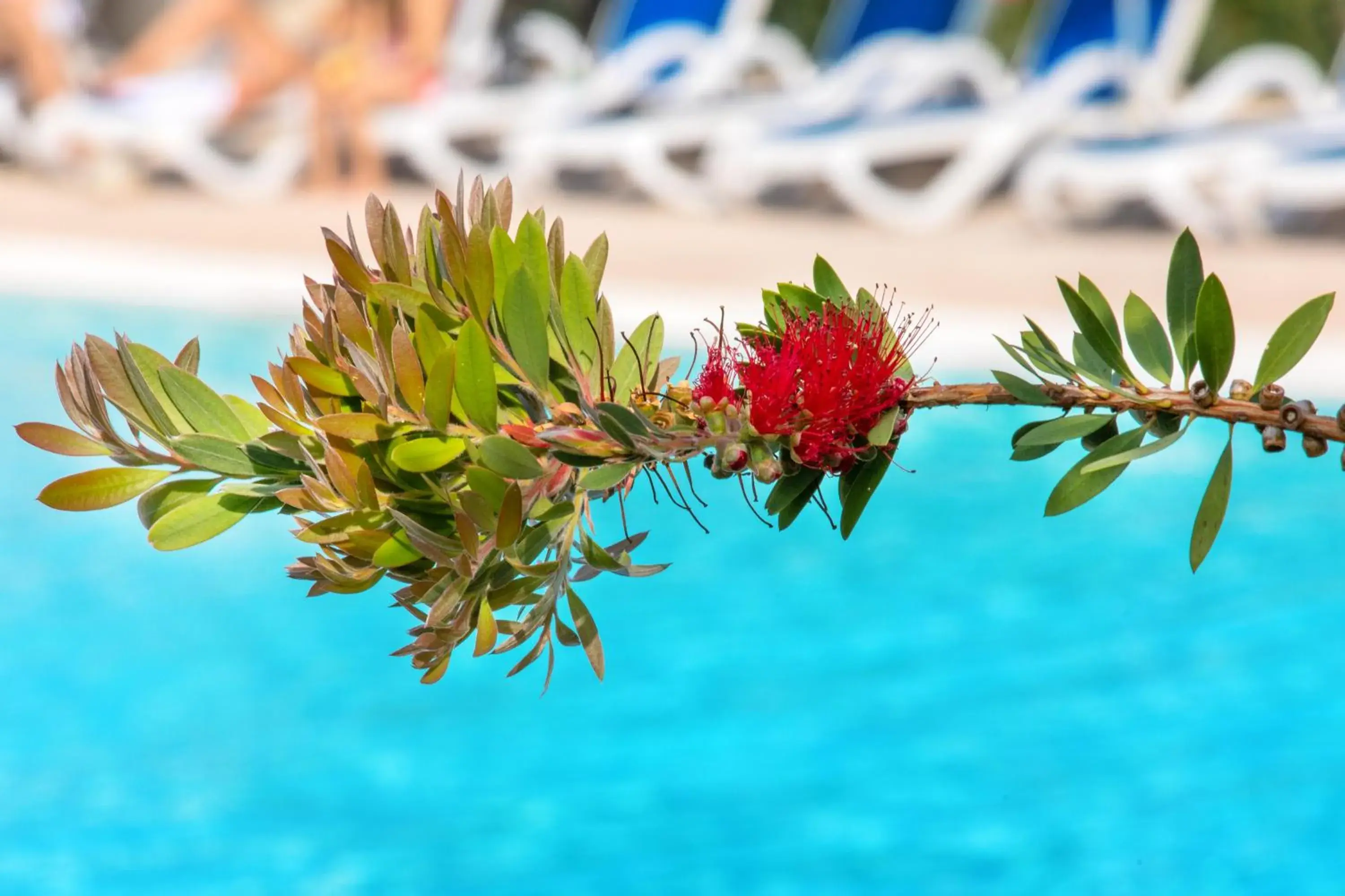 Swimming pool in SOWELL HOTELS La Plage Swimming pool in SOWELL HOTELS La Plage