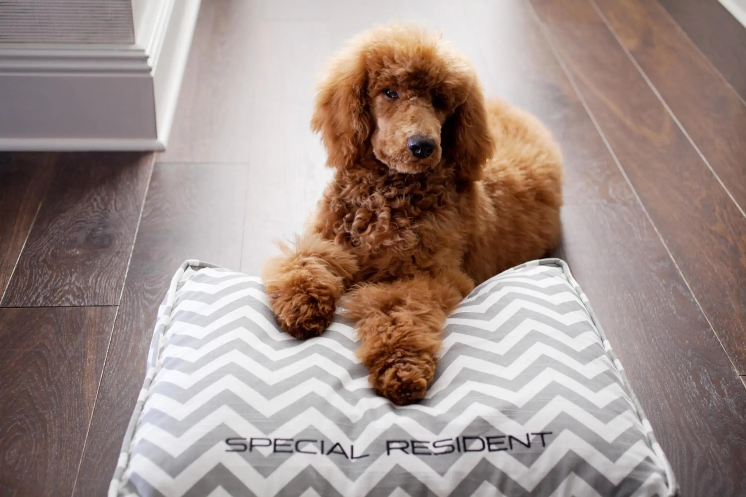 Queen Room - Disability Access in WestHouse Hotel New York Queen Room - Disability Access in WestHouse Hotel New York