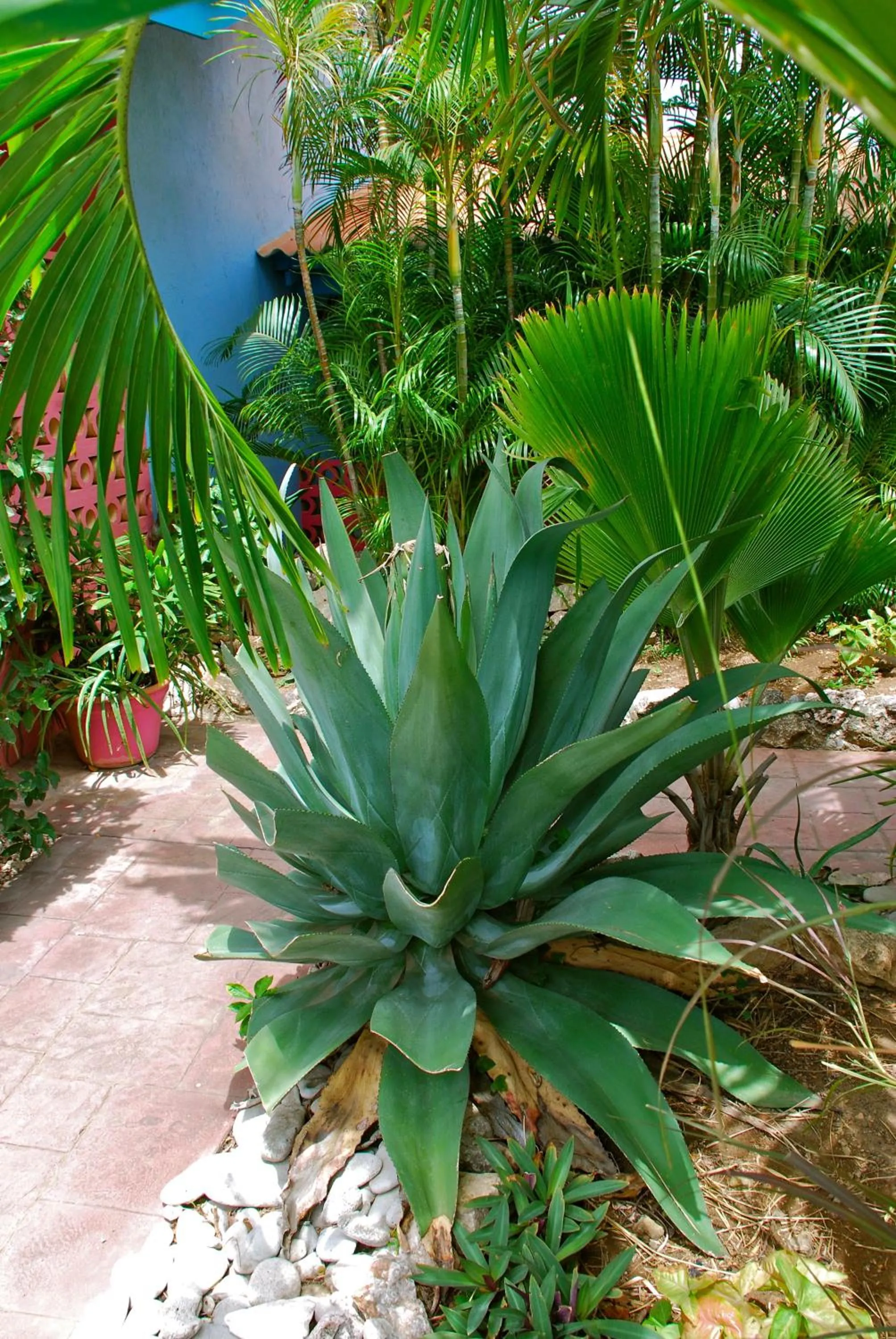 Garden view in Caribbean Flower Apartments