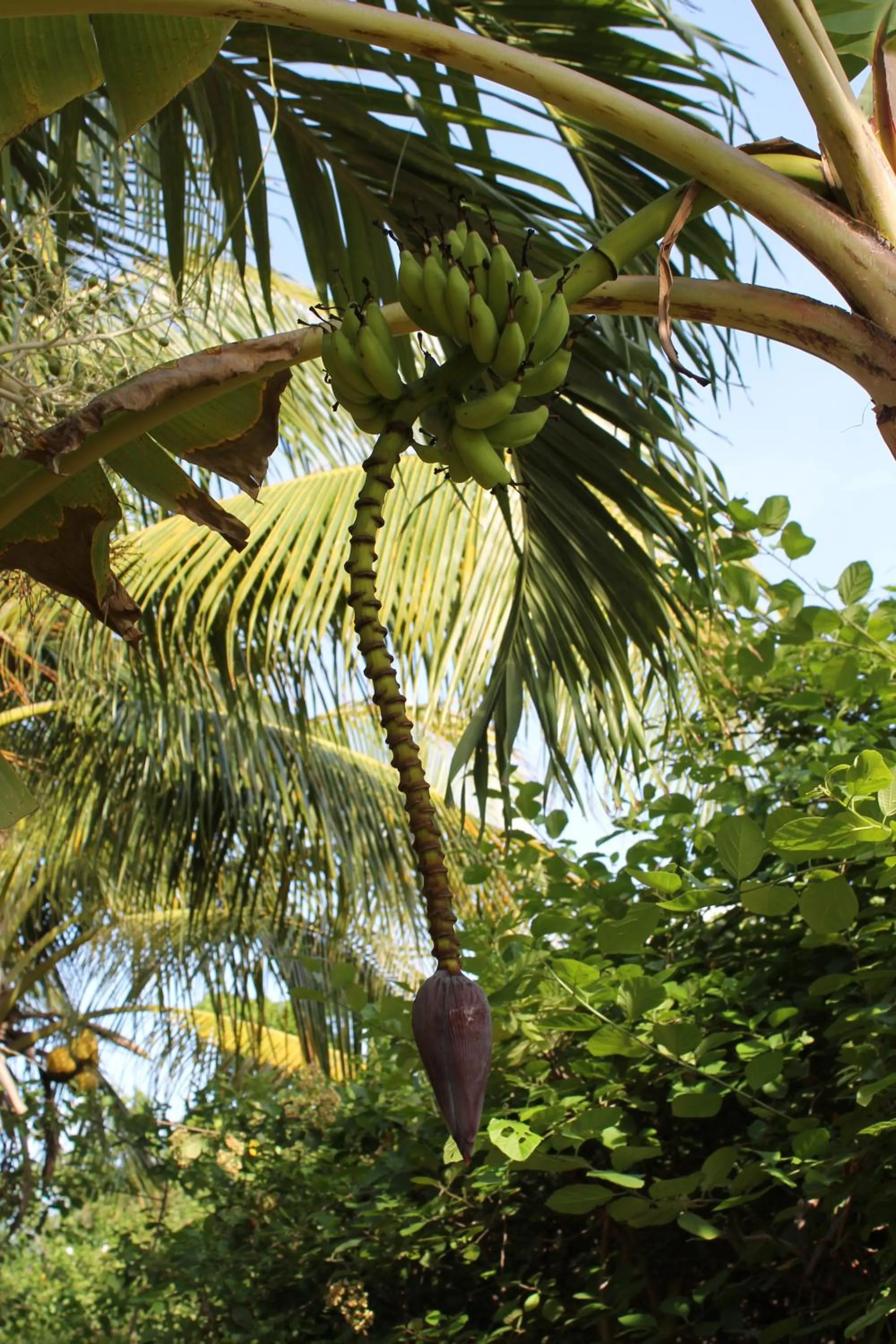 Garden view in Caribbean Flower Apartments