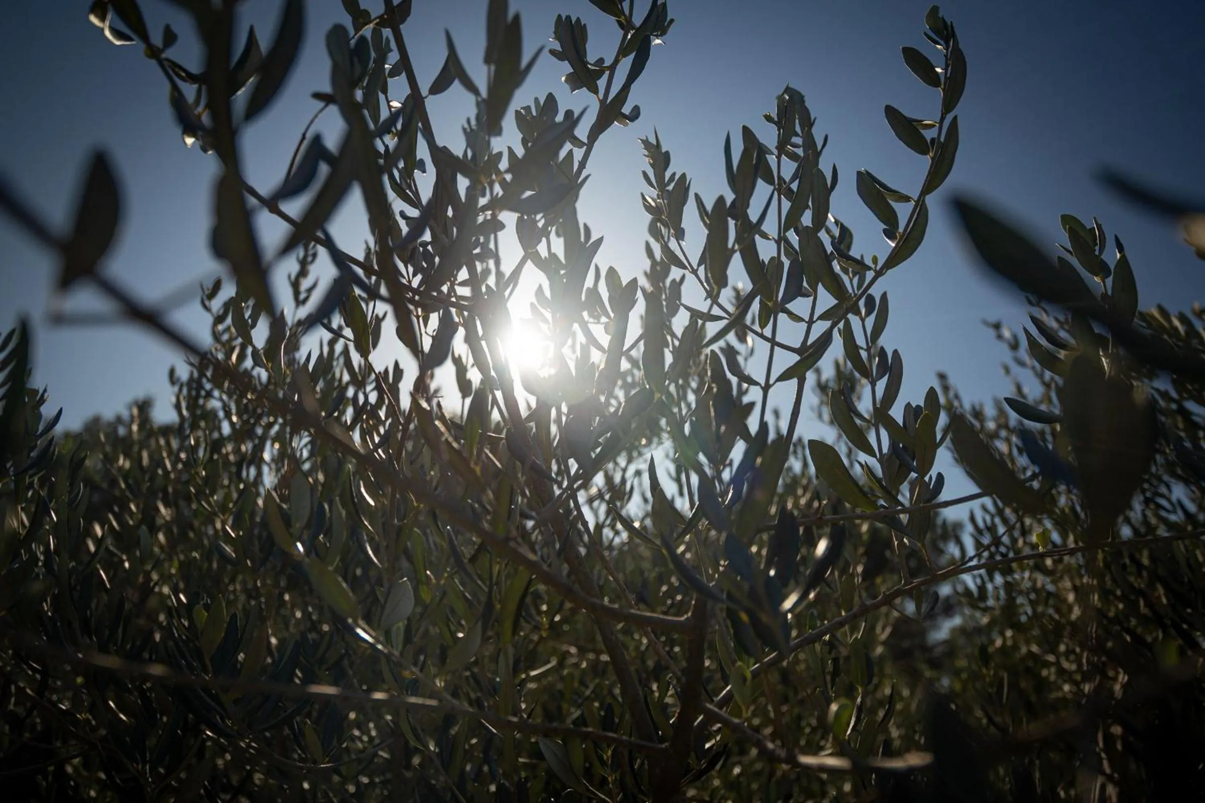 Facade/entrance in Olive Eden Holiday Home