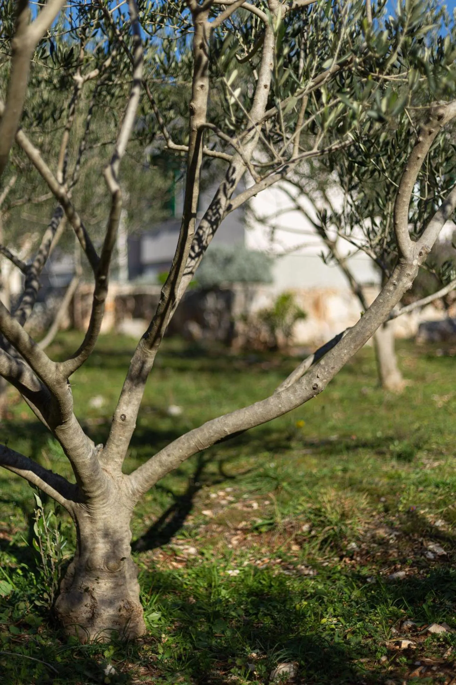 Property building in Olive Eden Holiday Home