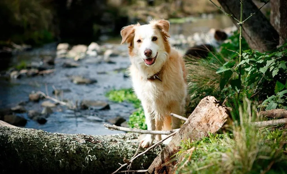 Riverwood Downs Of Barrington Tops