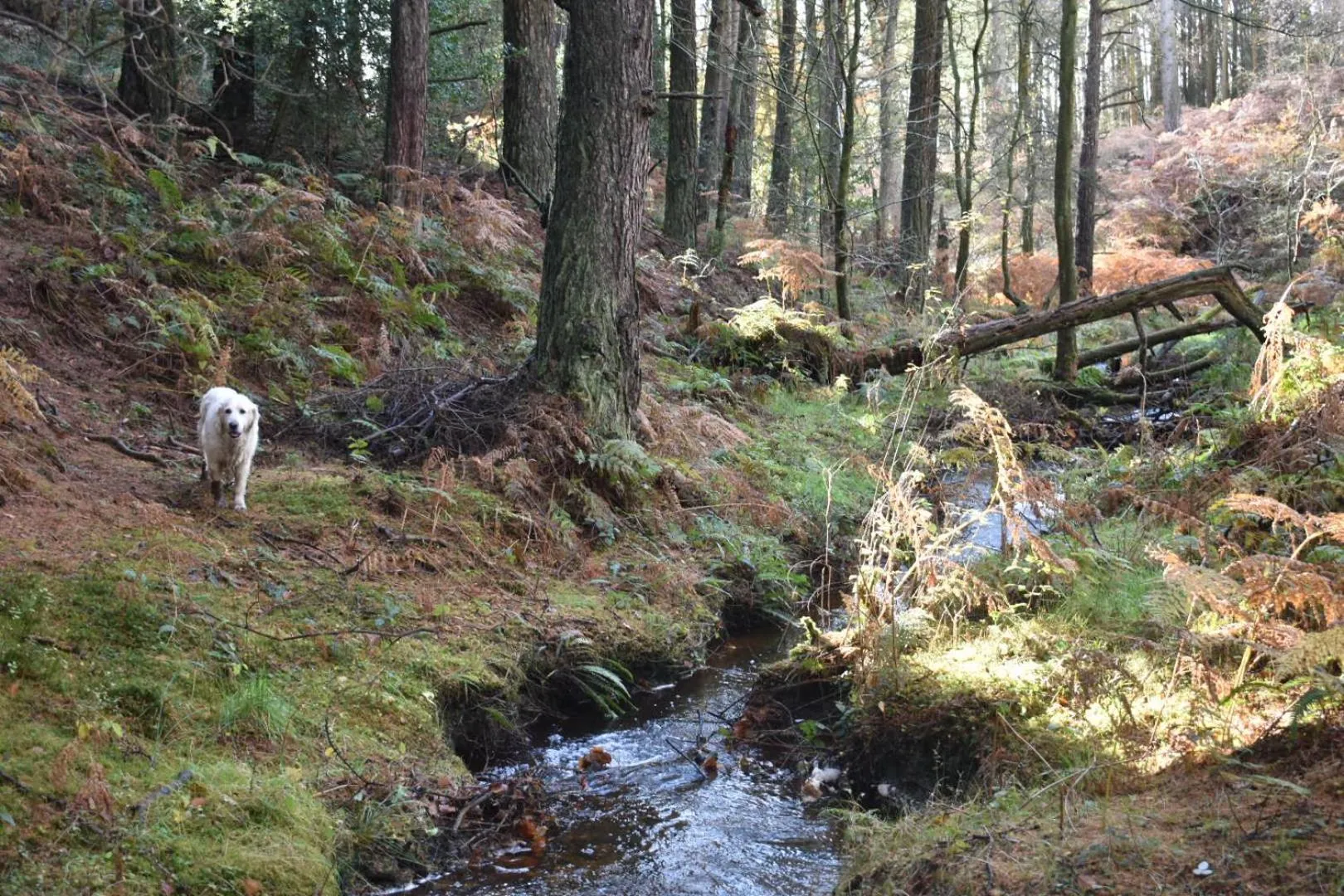 Natural landscape in Ticketyboo Suites