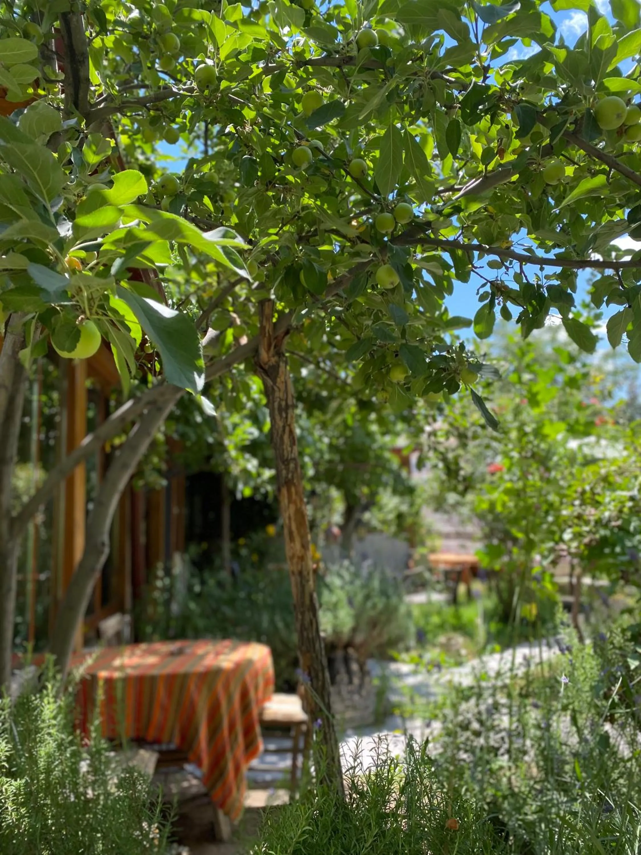 Spring in Kemal's Guest House