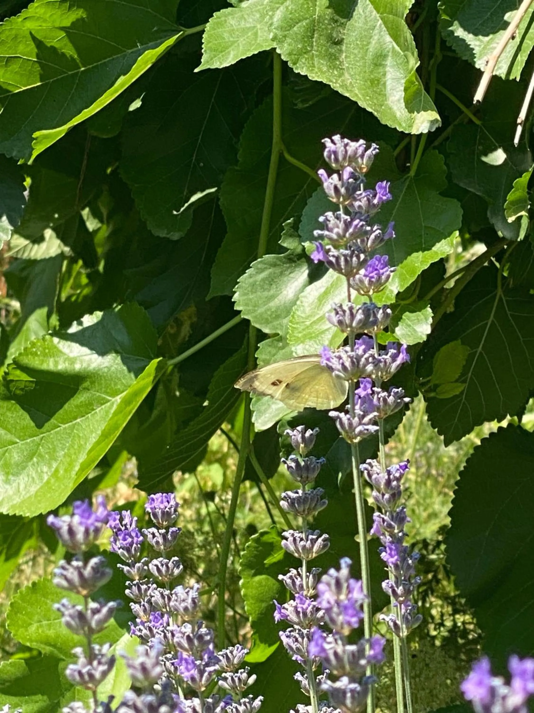 Spring in Kemal's Guest House