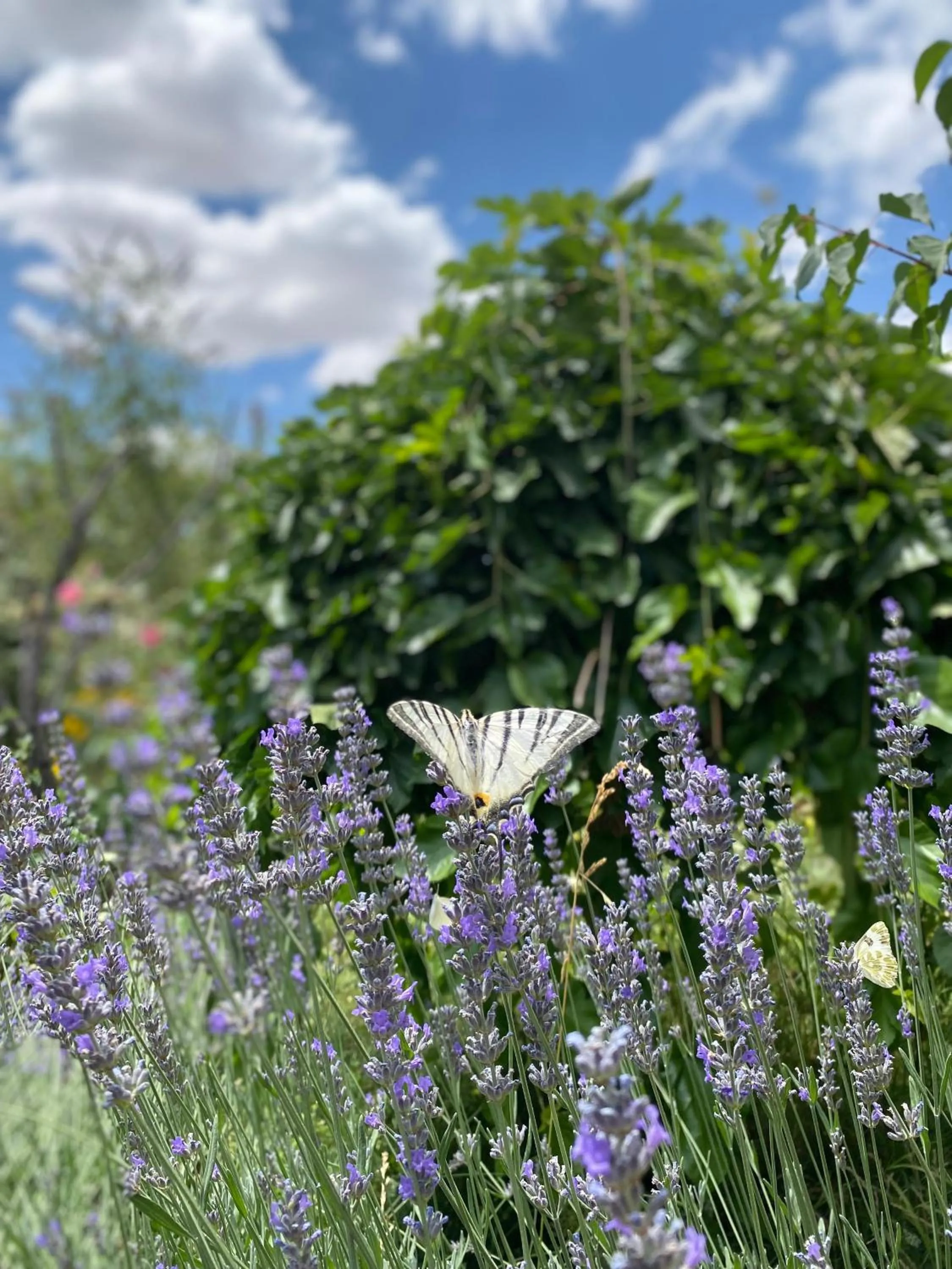 Spring in Kemal's Guest House