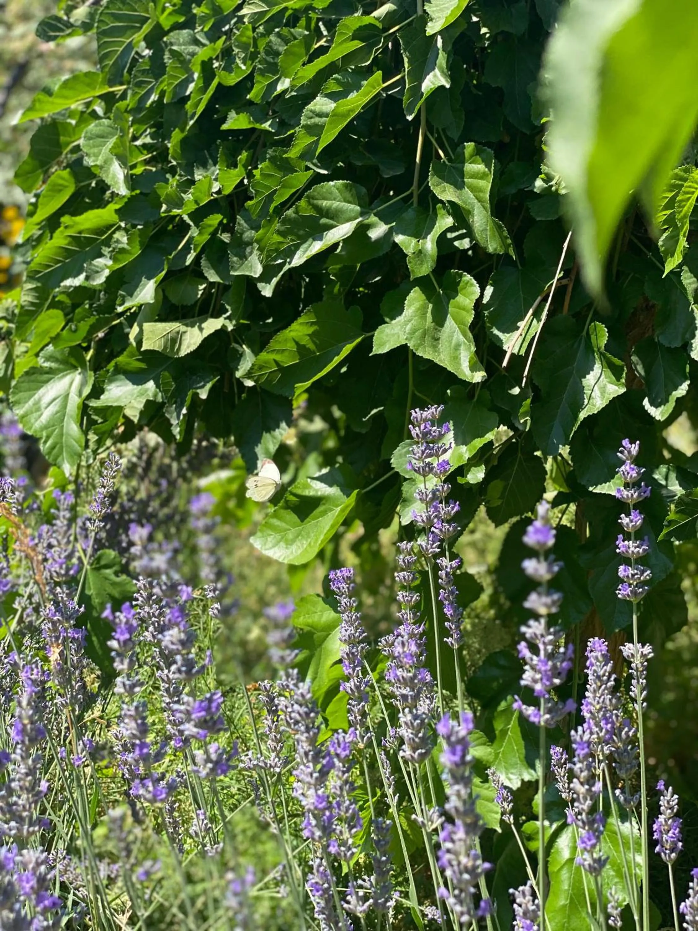 Spring in Kemal's Guest House