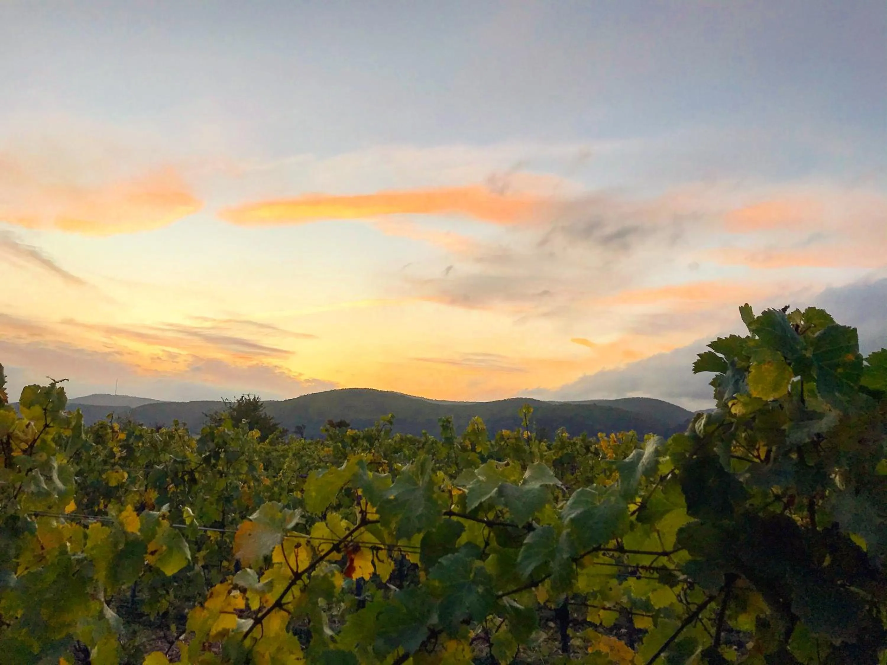 Sunset in MAXX by Steigenberger Deidesheim