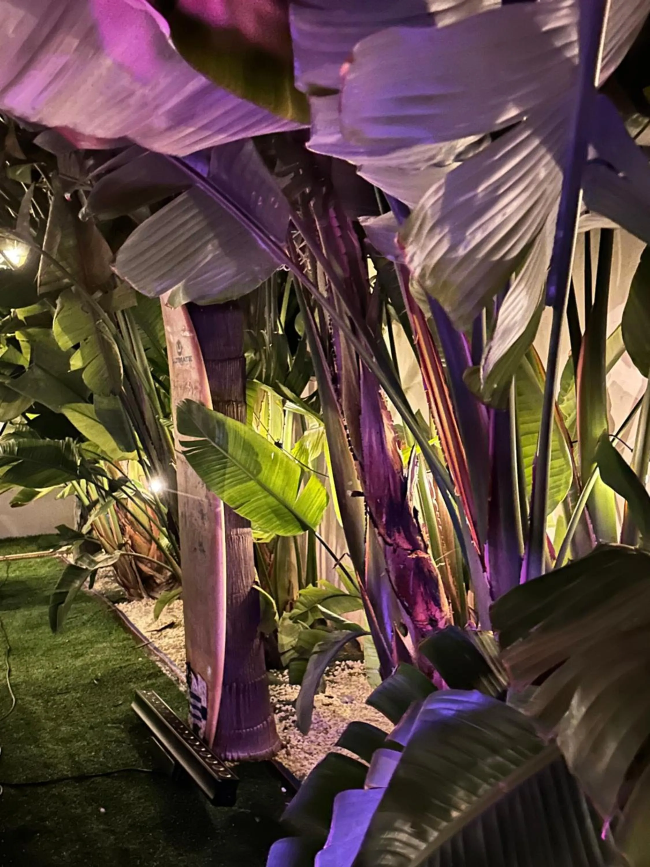 Garden in Sunset Wave - STAGNONE KITESURF VILLAGE