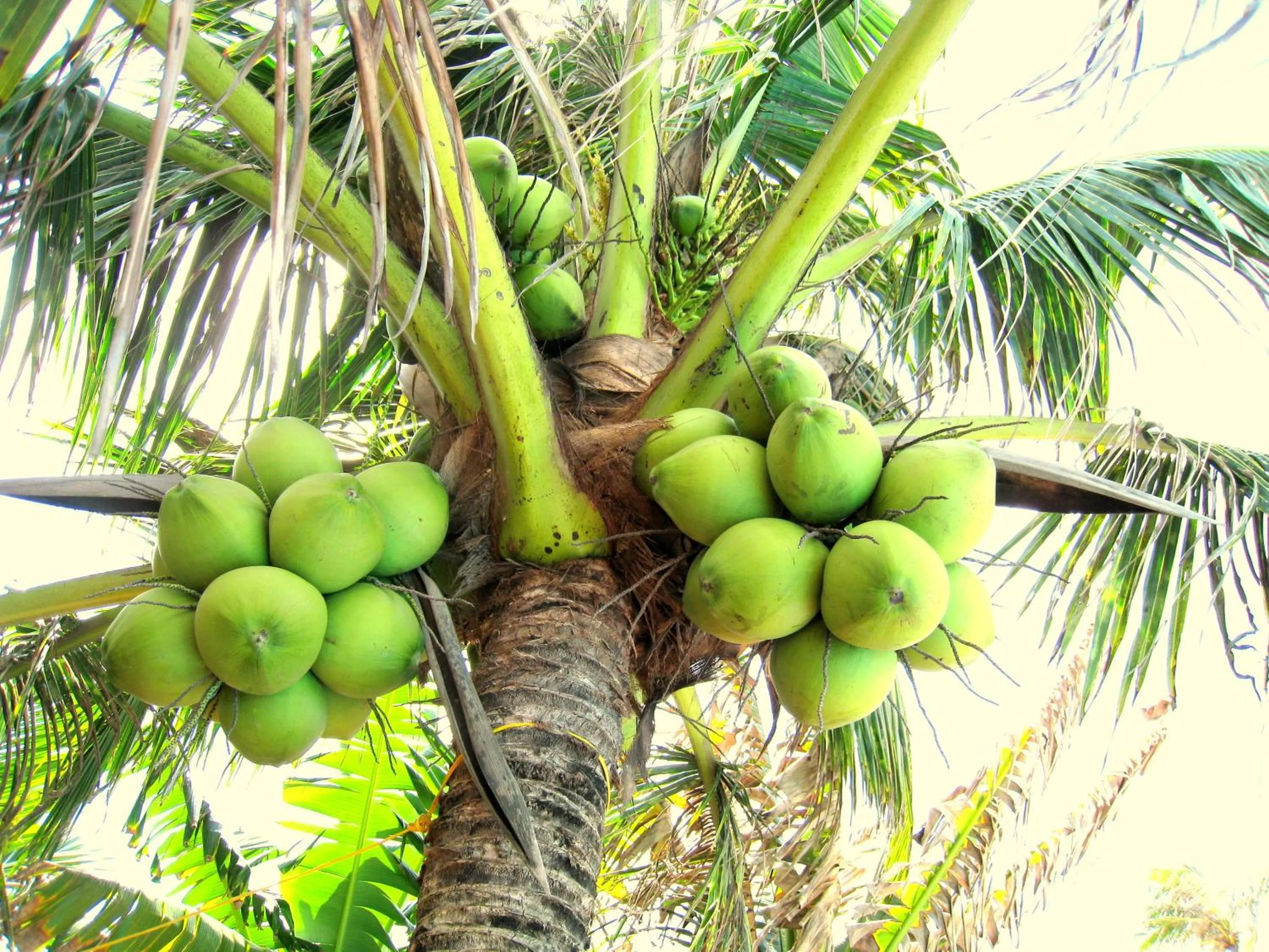 Garden in Hoang Kim Golden Resort