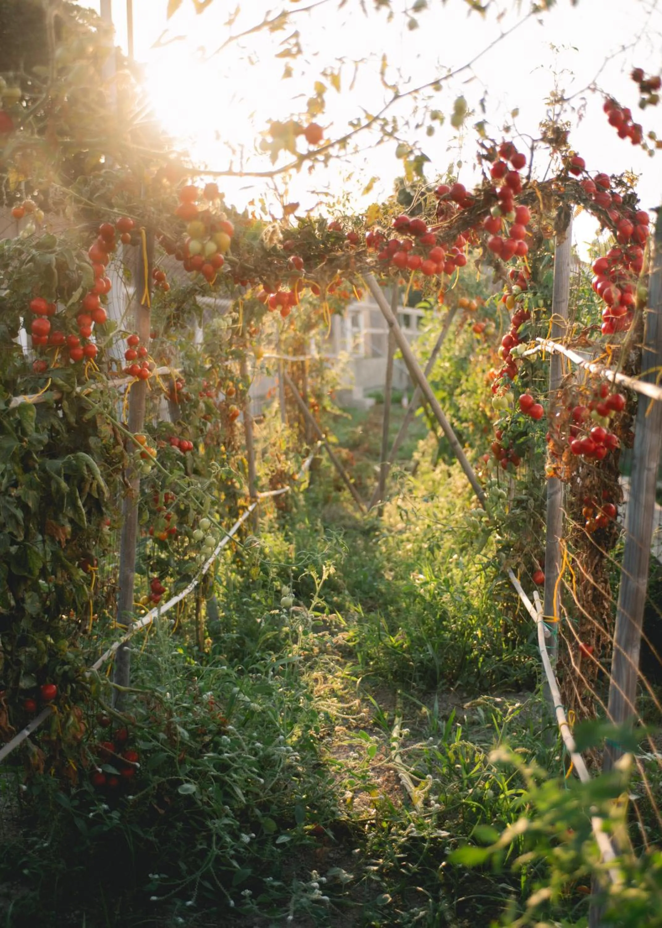 Garden in Hotel Villa Maria