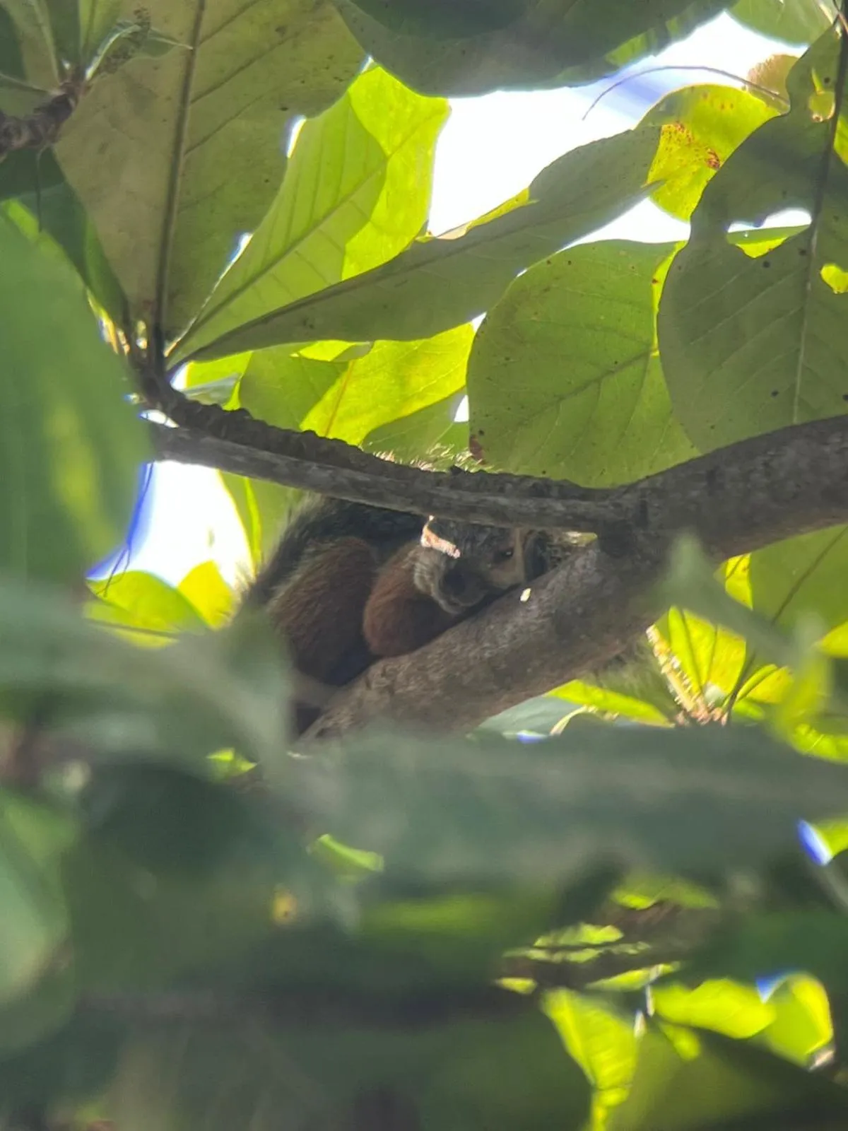 Property building in La Sirena Playa Jacó