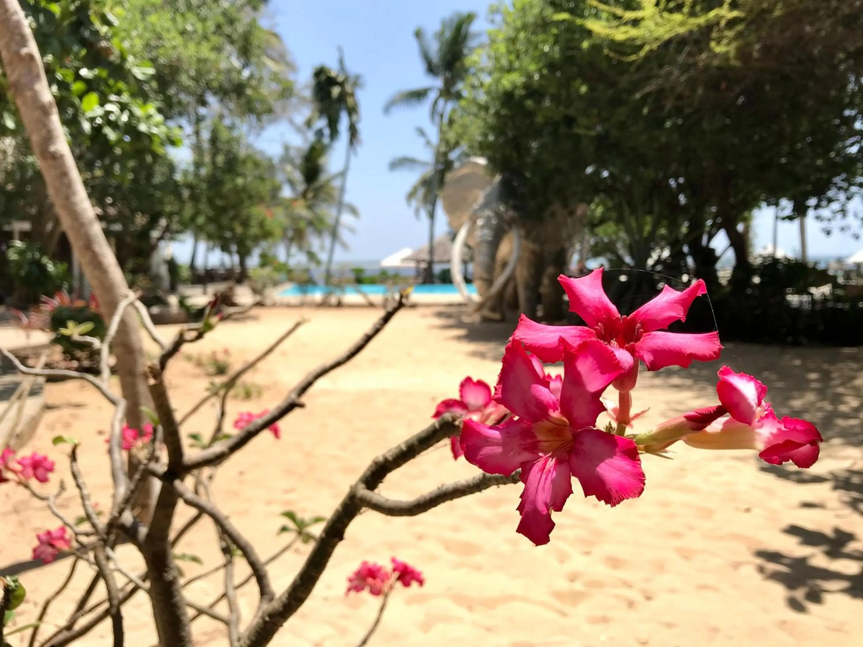 Garden view in White Elephant Sea Lodge