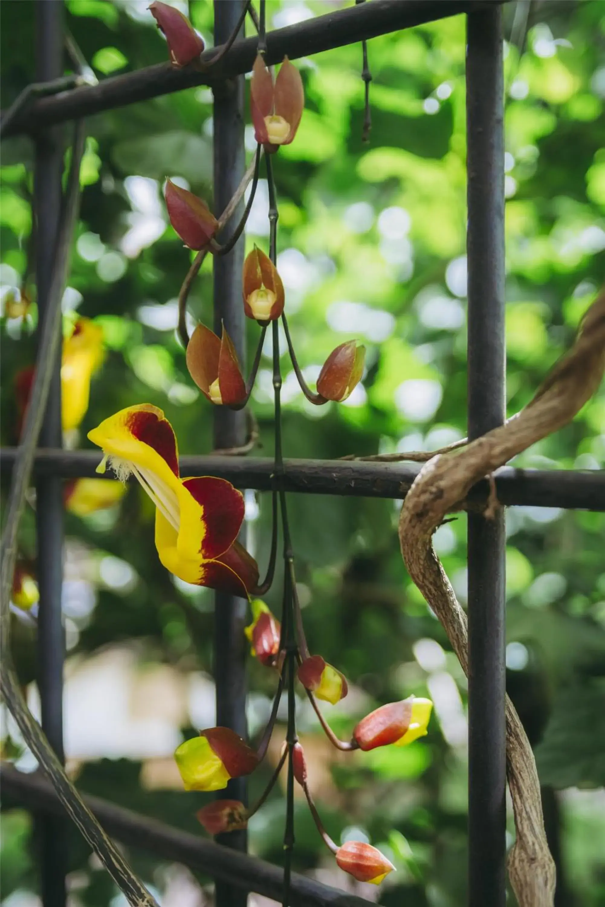 Property building in Villa Rosa Kempinski Property building in Villa Rosa Kempinski