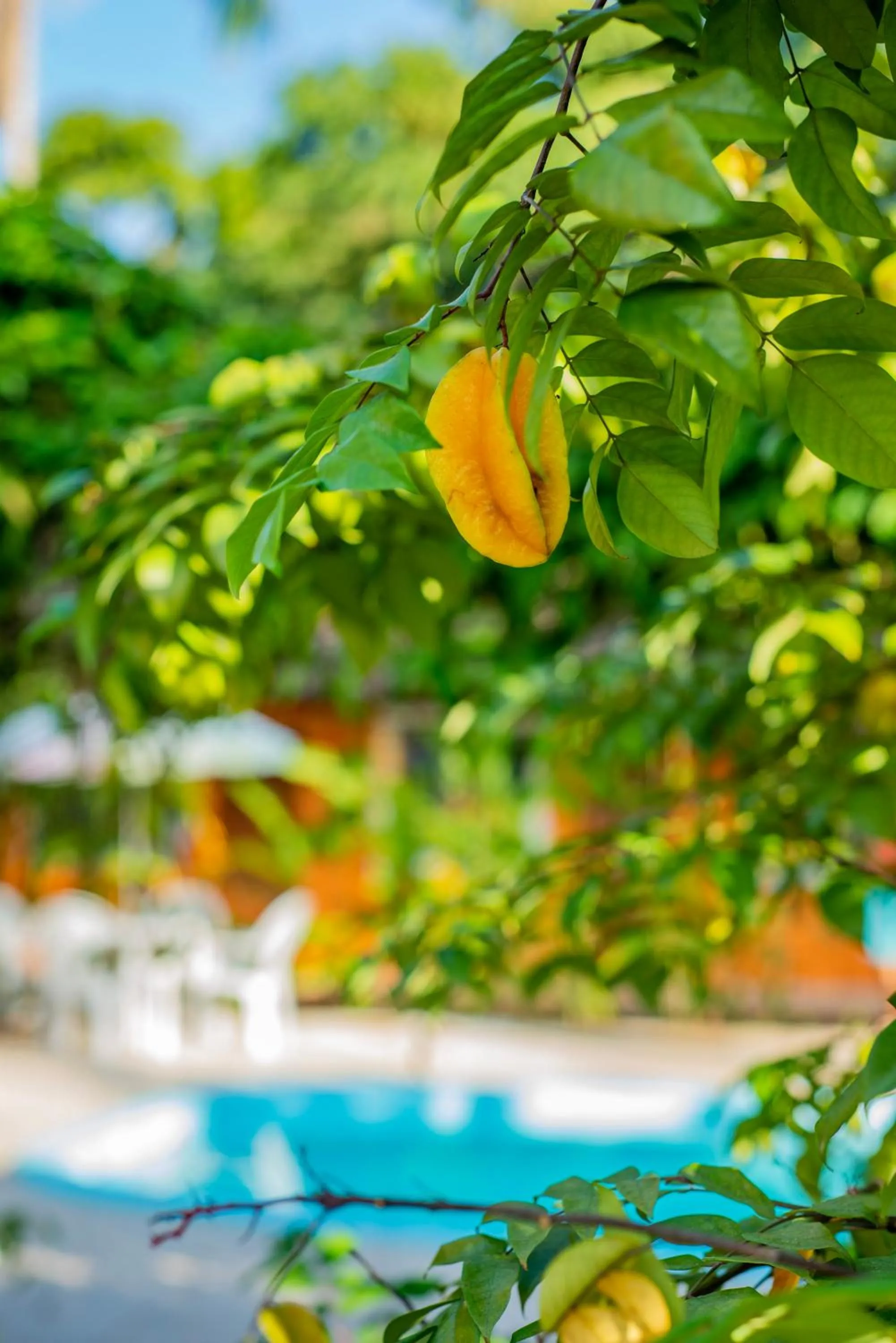 Garden in Pousada Quatro Estações Paraty
