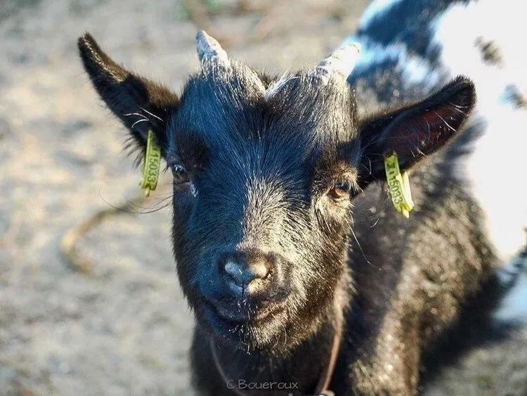 Pets in L'échappée Saline
