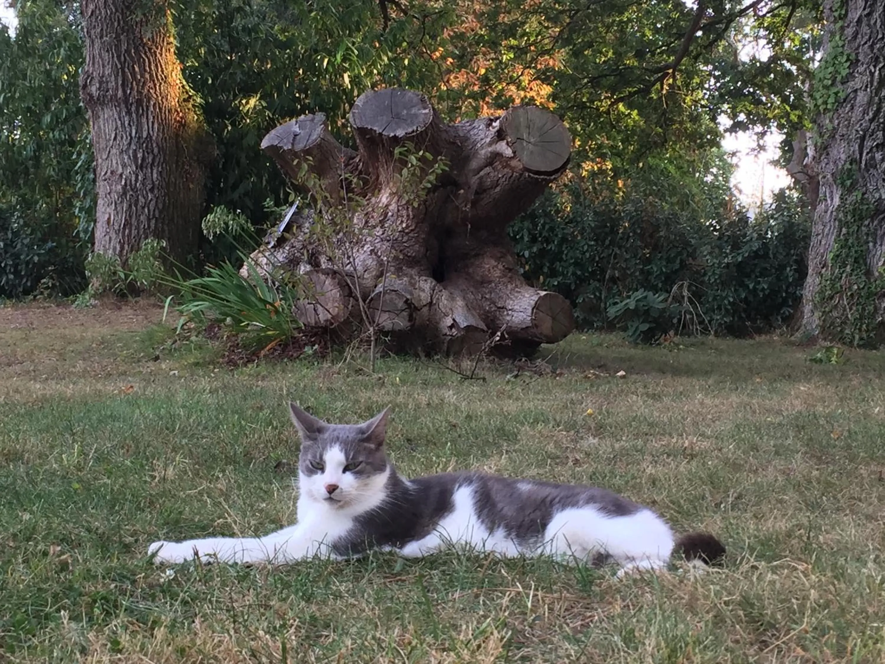 Pets in L'échappée Saline