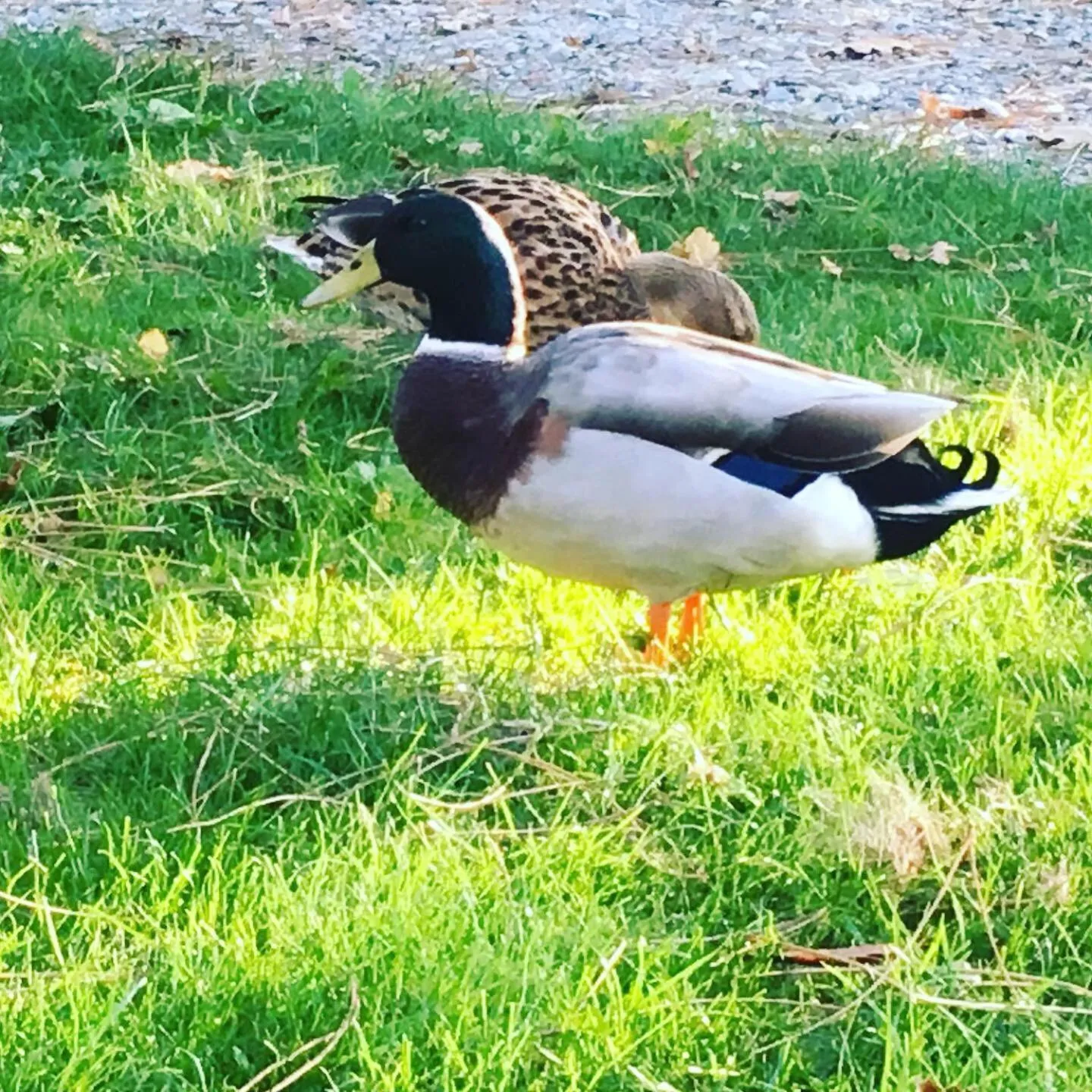 Pets in L'échappée Saline