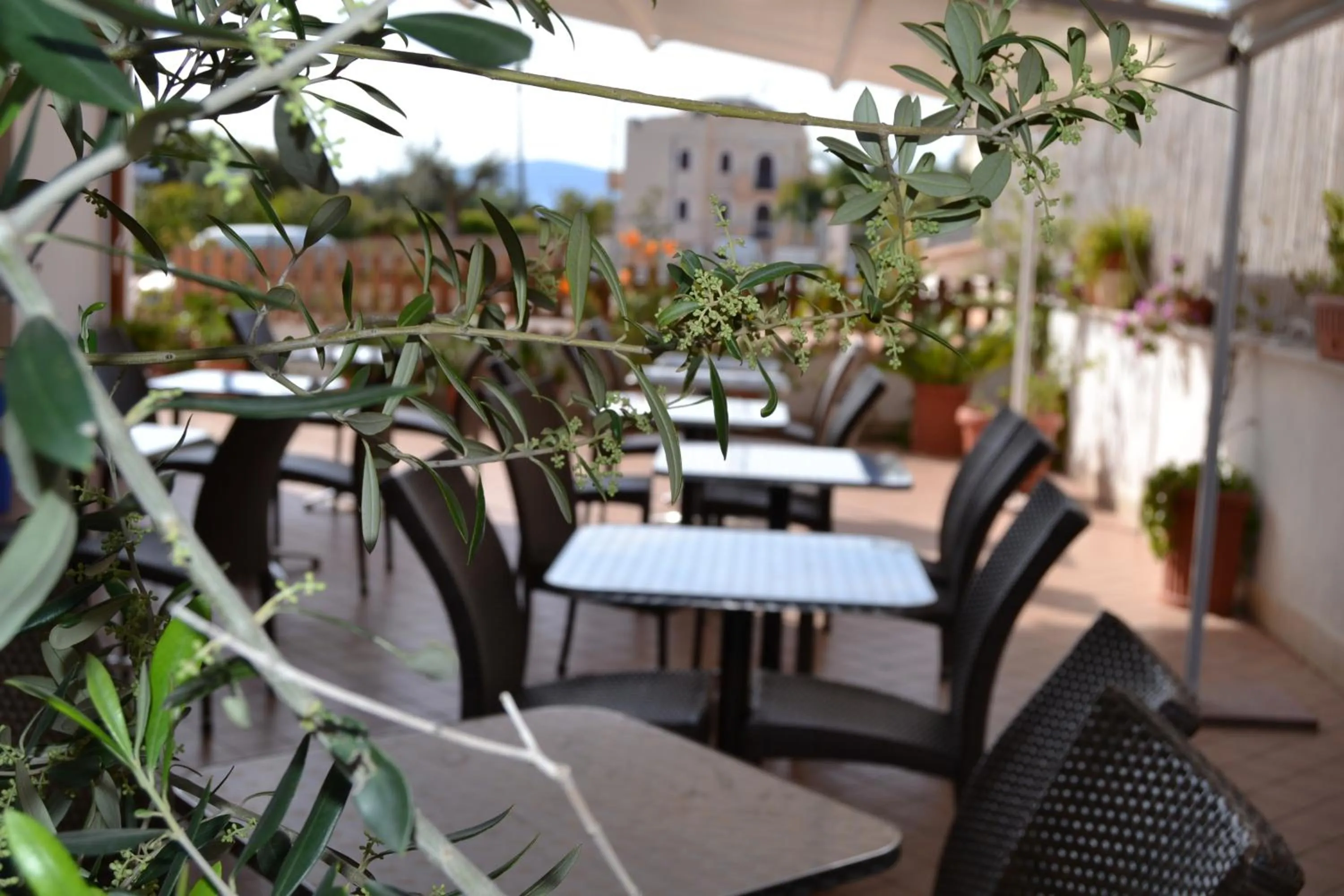 Garden in B&B Sperlonga