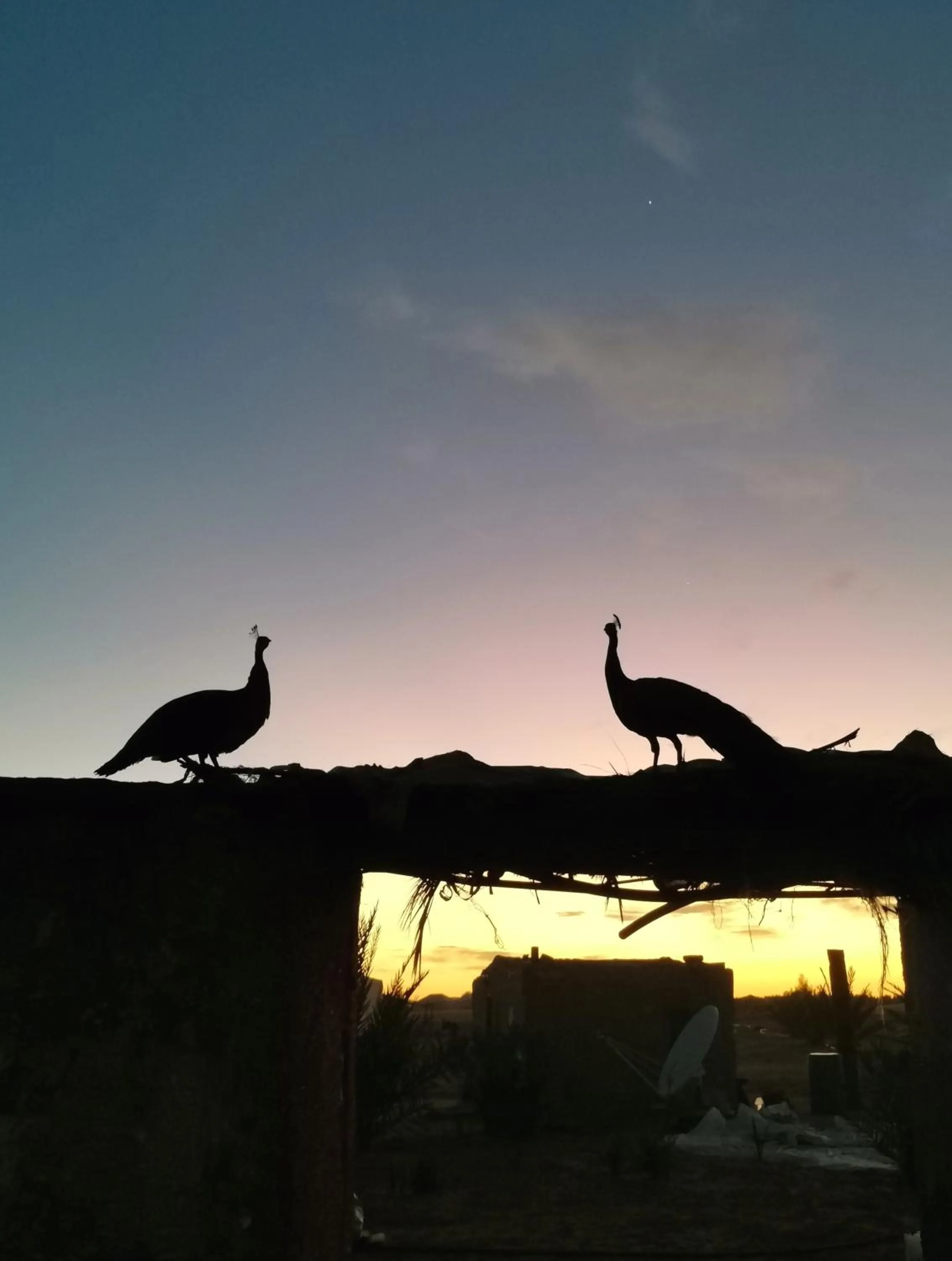 Animals in Jardin Kotori Luxury Camp
