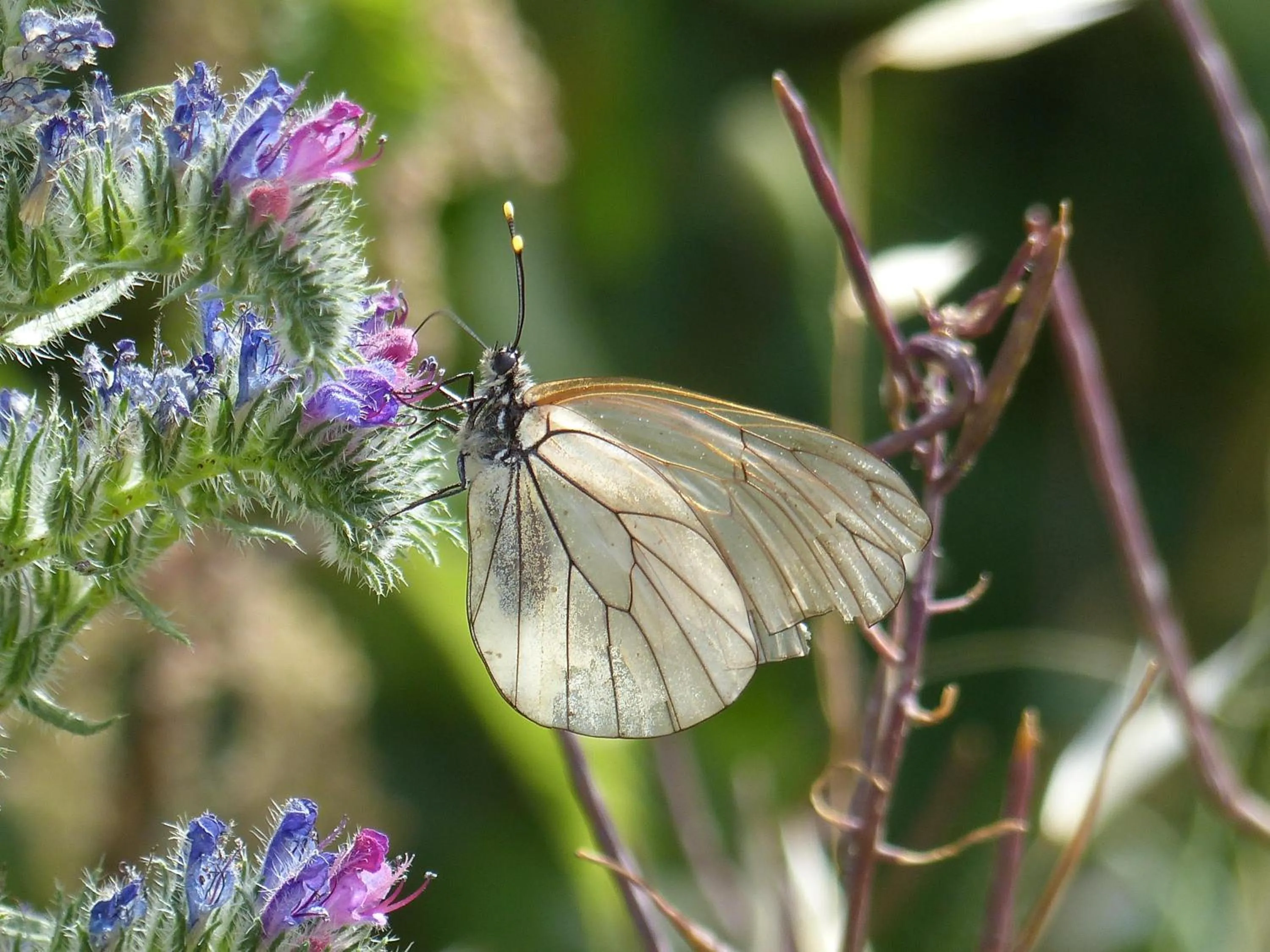 Natural landscape in Malia - Chambres d'hôtes & Gîte