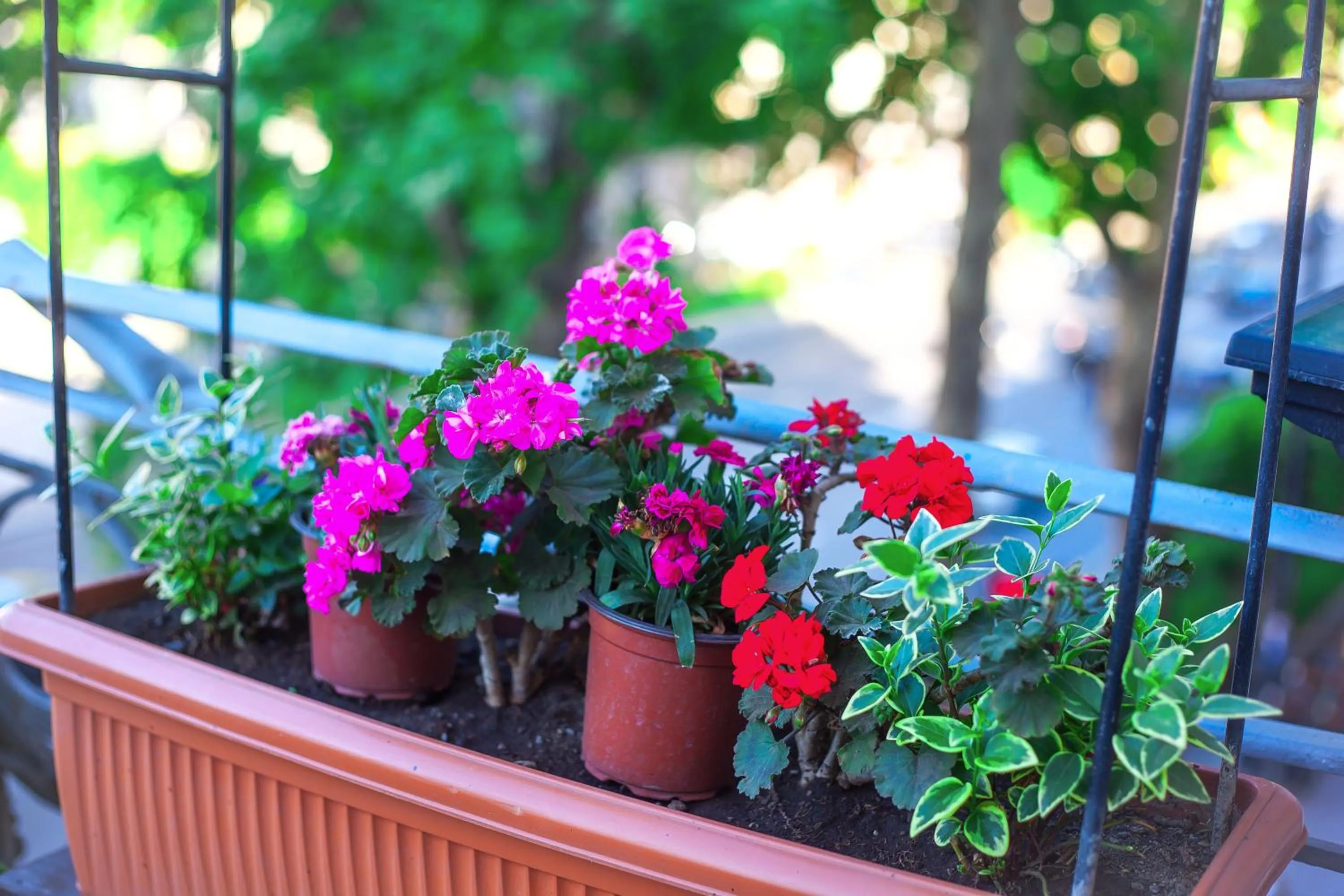Garden in Rustaveli Hotel