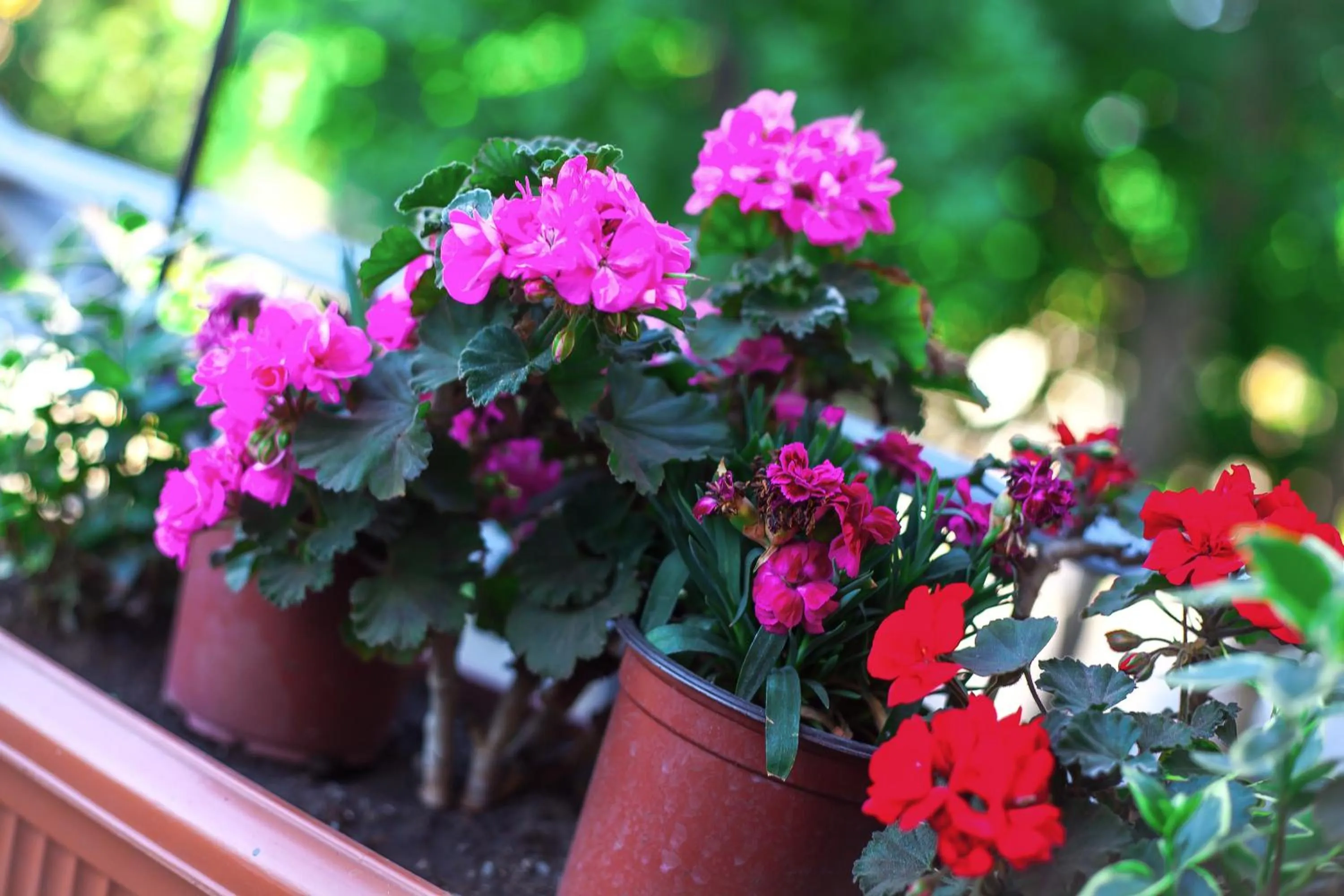 Garden in Rustaveli Hotel