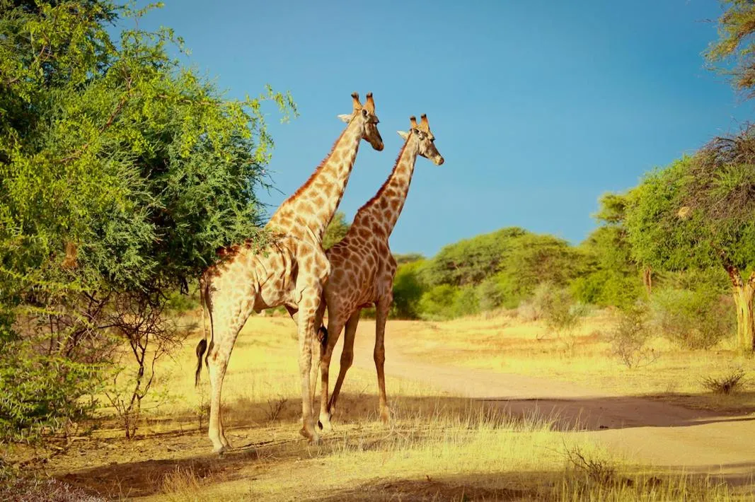 Animals in Otjiwa Safari Lodge