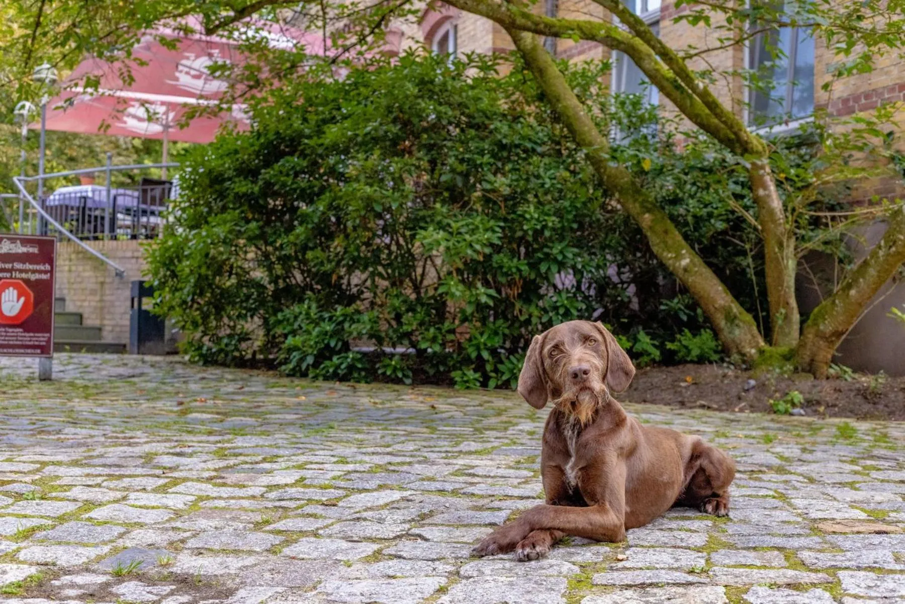 Animals in Hotel Schlösschen Sundische Wiese Zingst