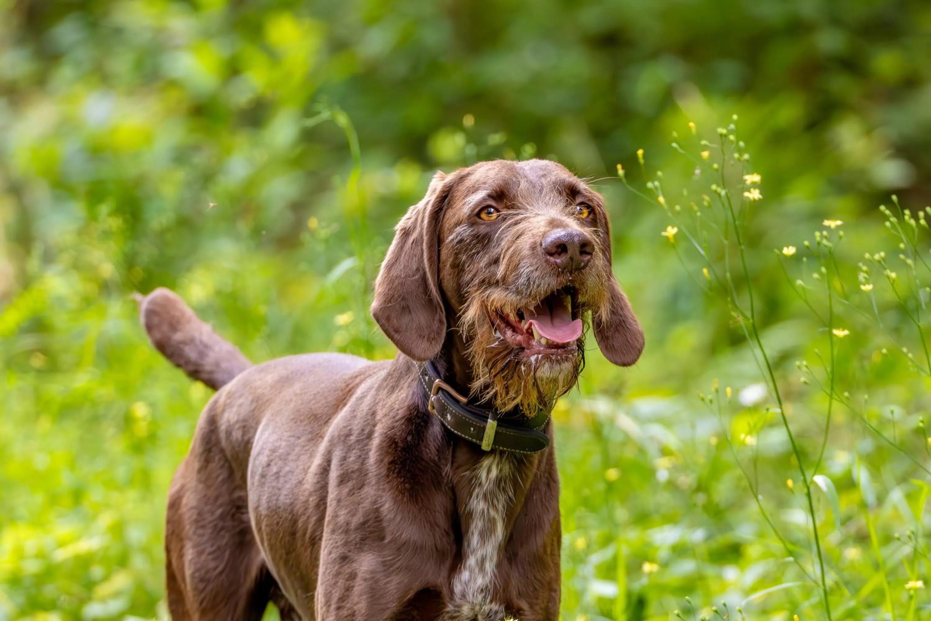 Pets in Hotel Schlösschen Sundische Wiese Zingst