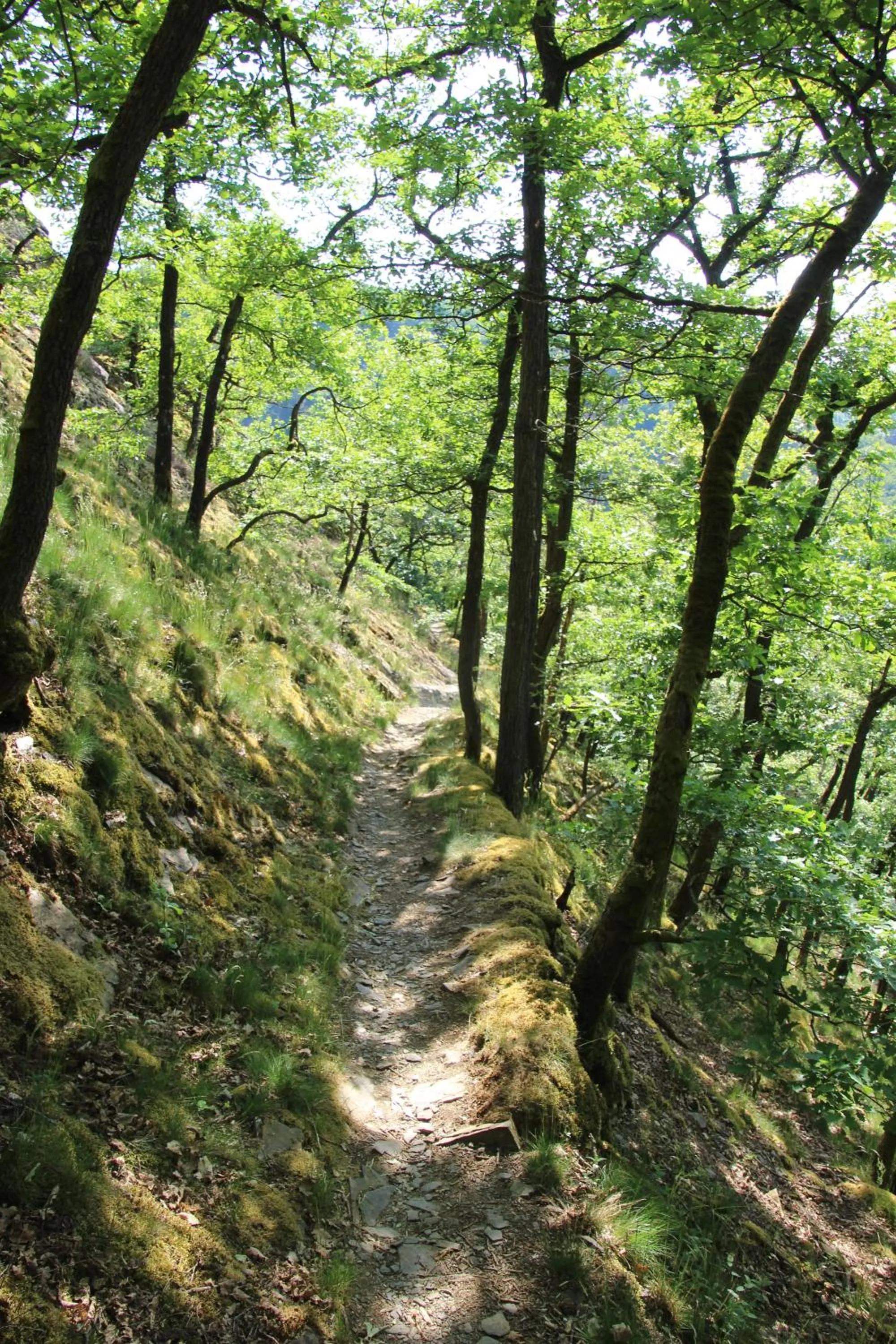 Natural landscape in Hotel Fürstenhof Bad Bertrich