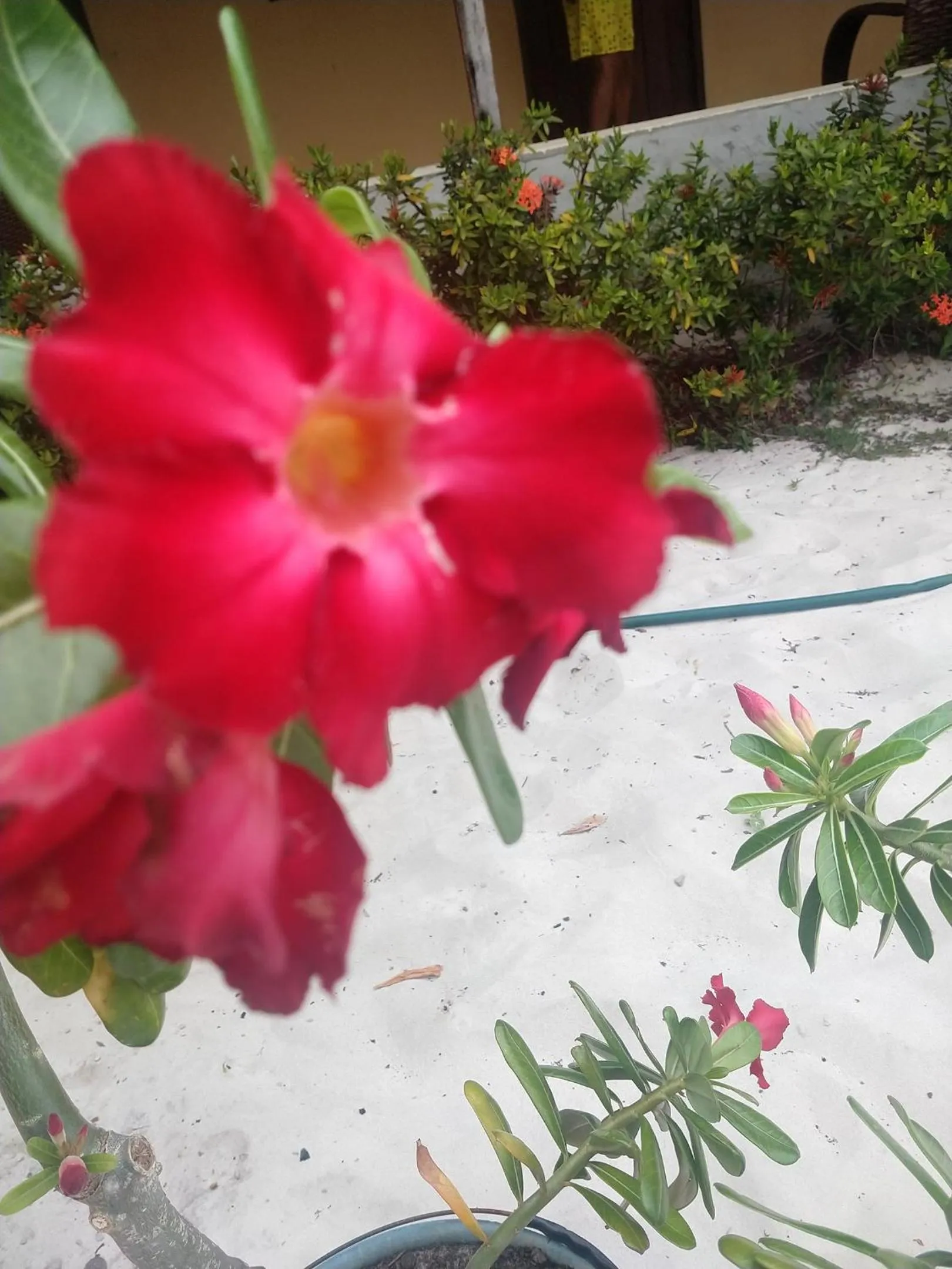 Pousada Flor do deserto - Mandacaru