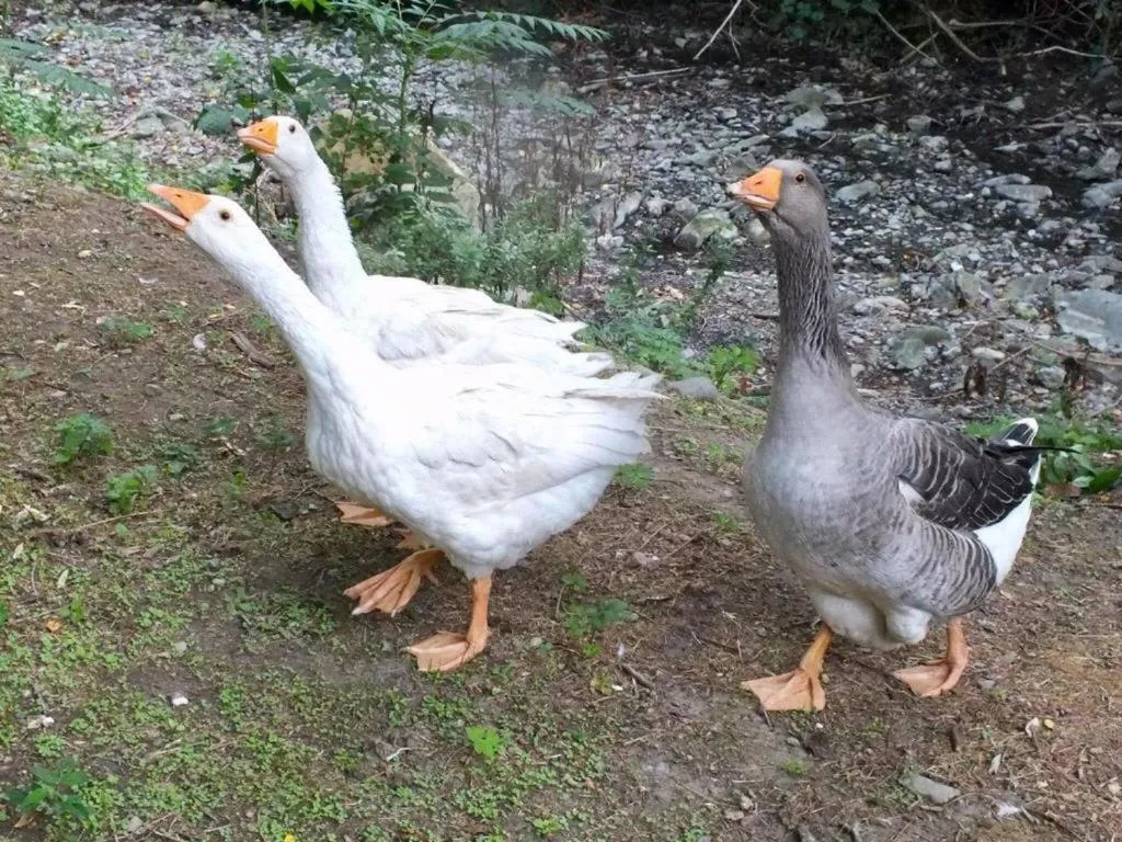 Gli Ulivi Bed & breakfast