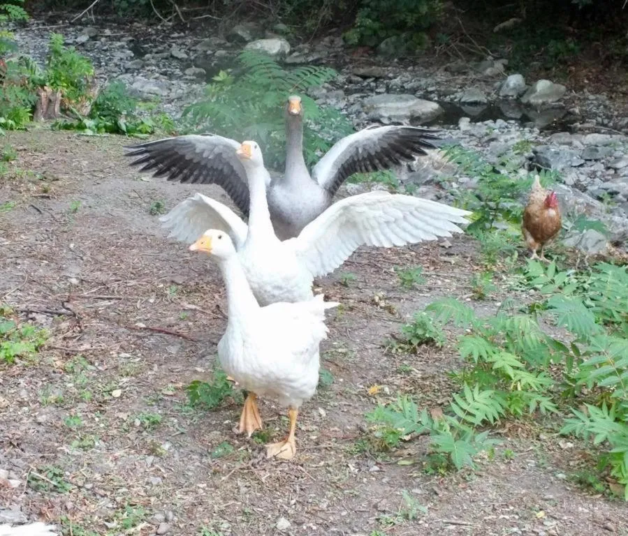 Gli Ulivi Bed & breakfast