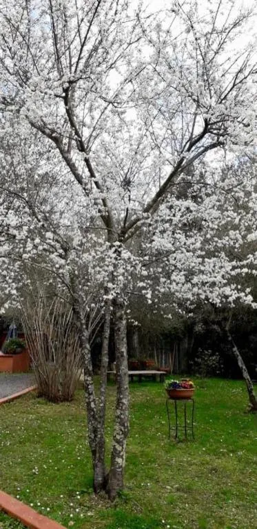 Gli Ulivi Bed & breakfast